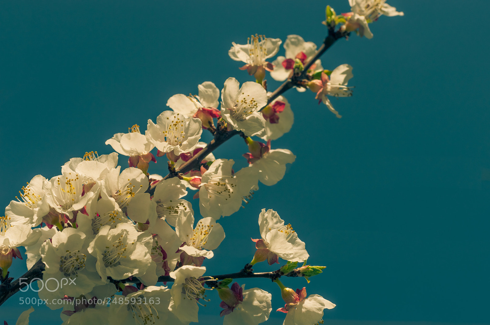 Nikon D3200 sample photo. Beautiful cherry blossom sakura photography