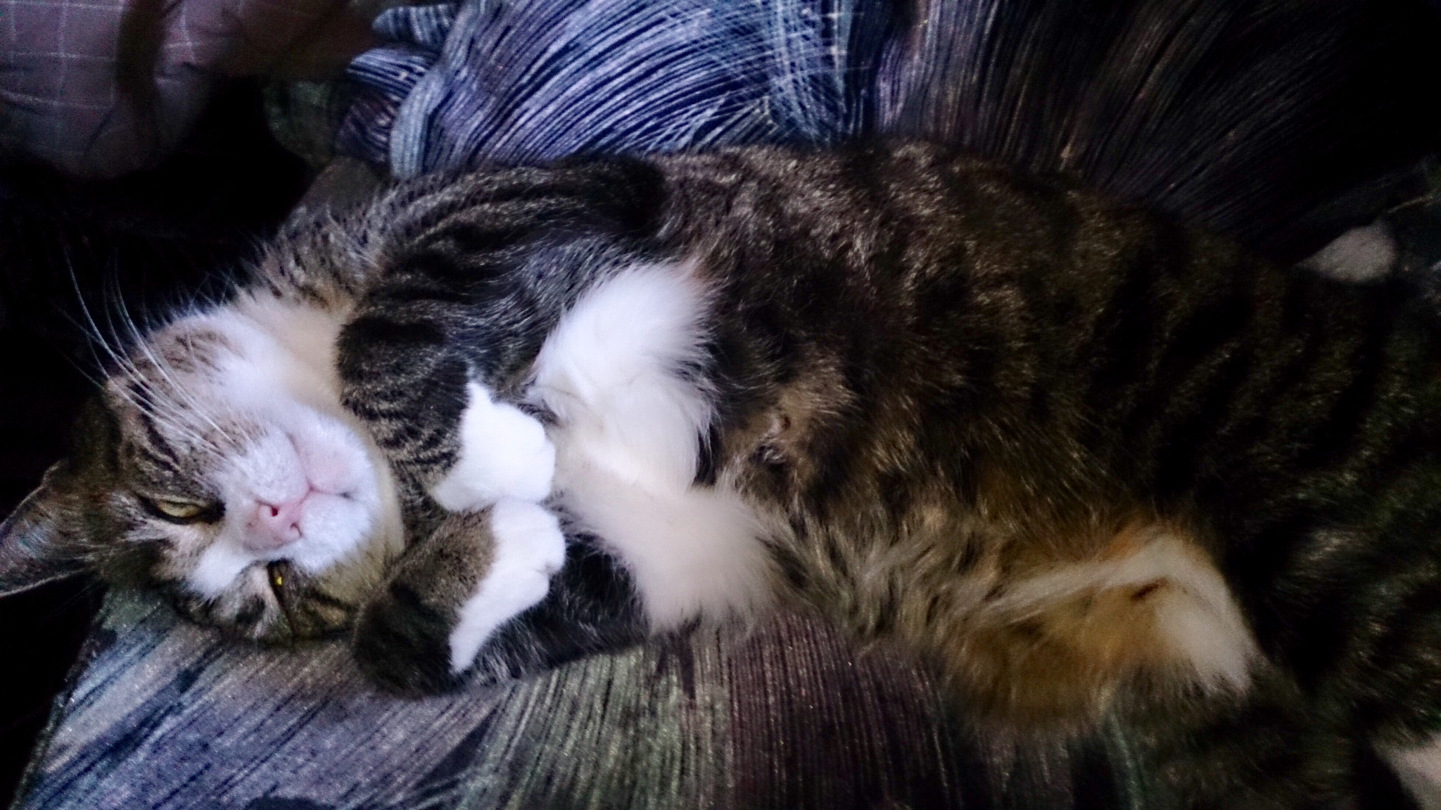 Sony Xperia Z sample photo. Sleepy cat photography