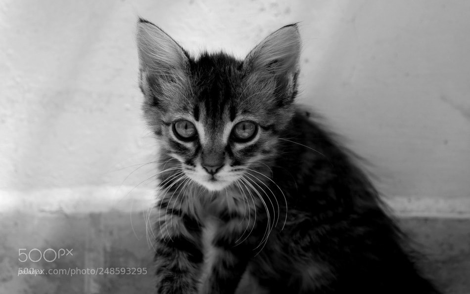 Samsung NX30 sample photo. ... photography