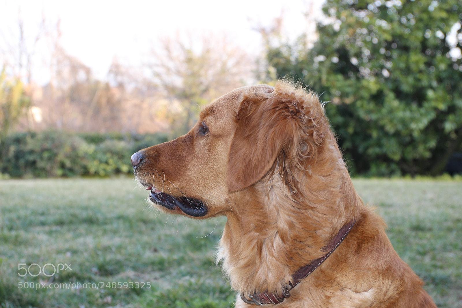 Canon EOS 600D (Rebel EOS T3i / EOS Kiss X5) sample photo. My dog photography