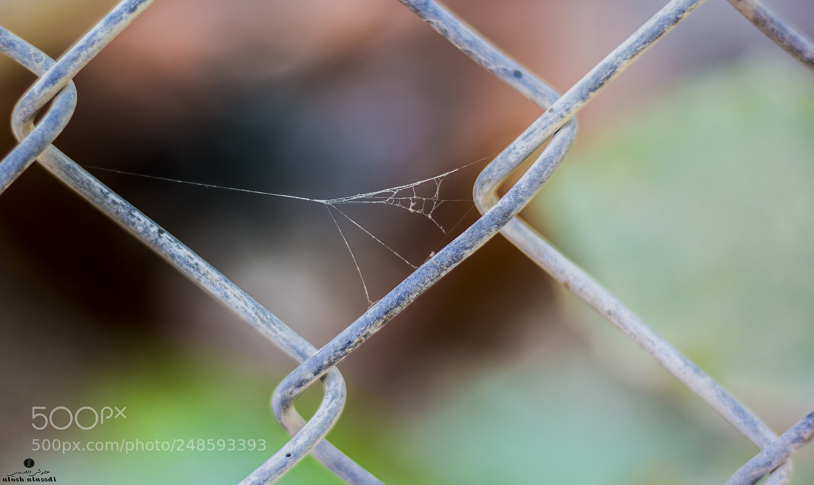 Canon EOS 60D sample photo. خيط العنكبوت spider thread photography