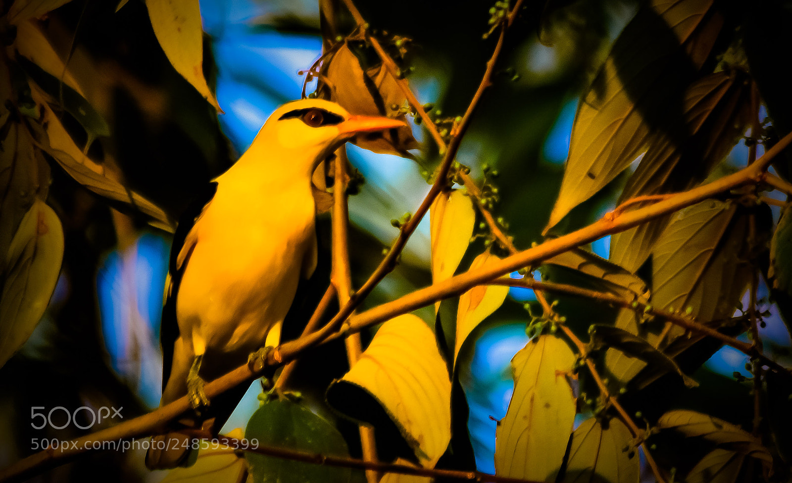 Nikon D7200 sample photo. Black hooded oriole photography