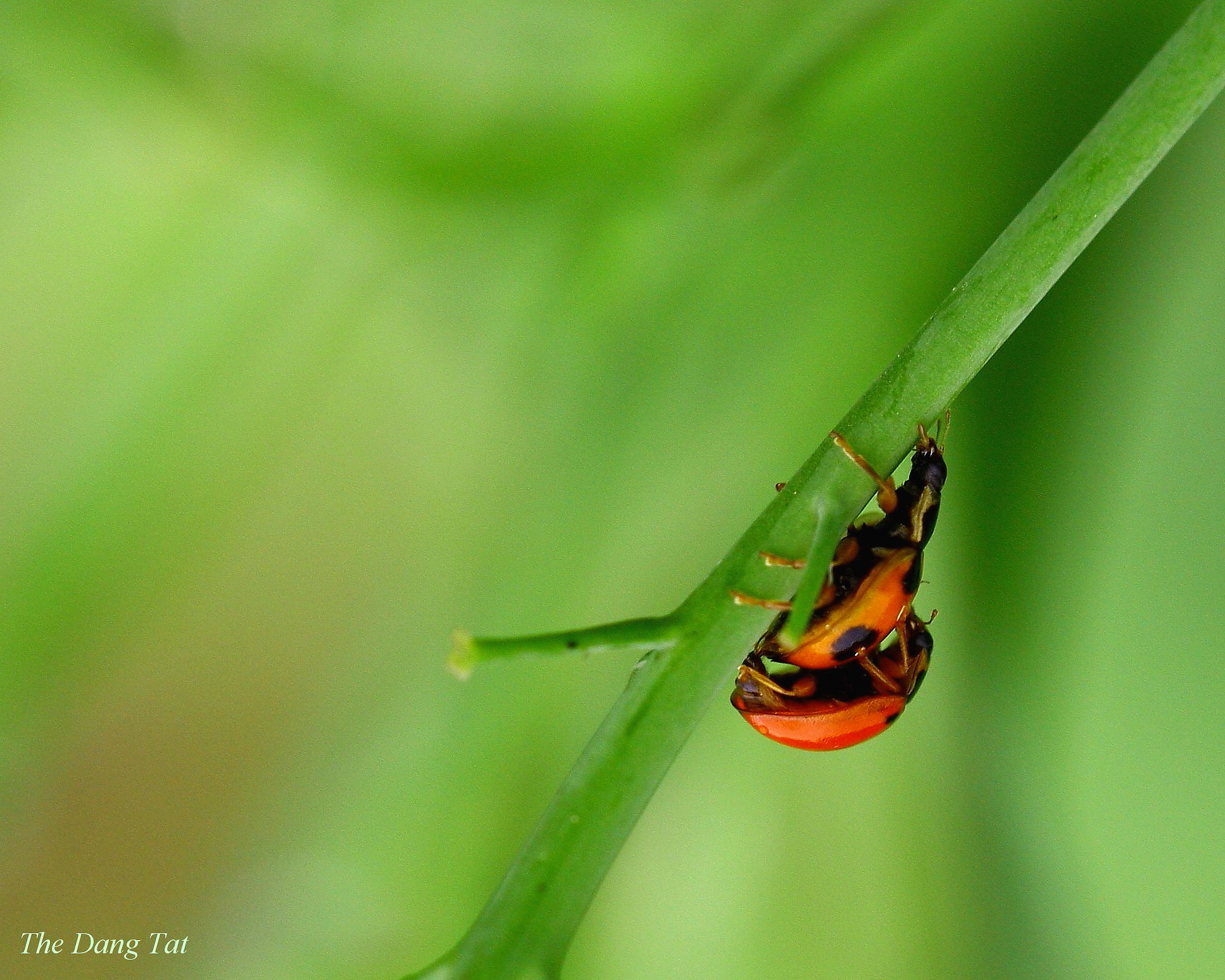 Canon EF 100mm F2.8L Macro IS USM sample photo. Happy way! photography