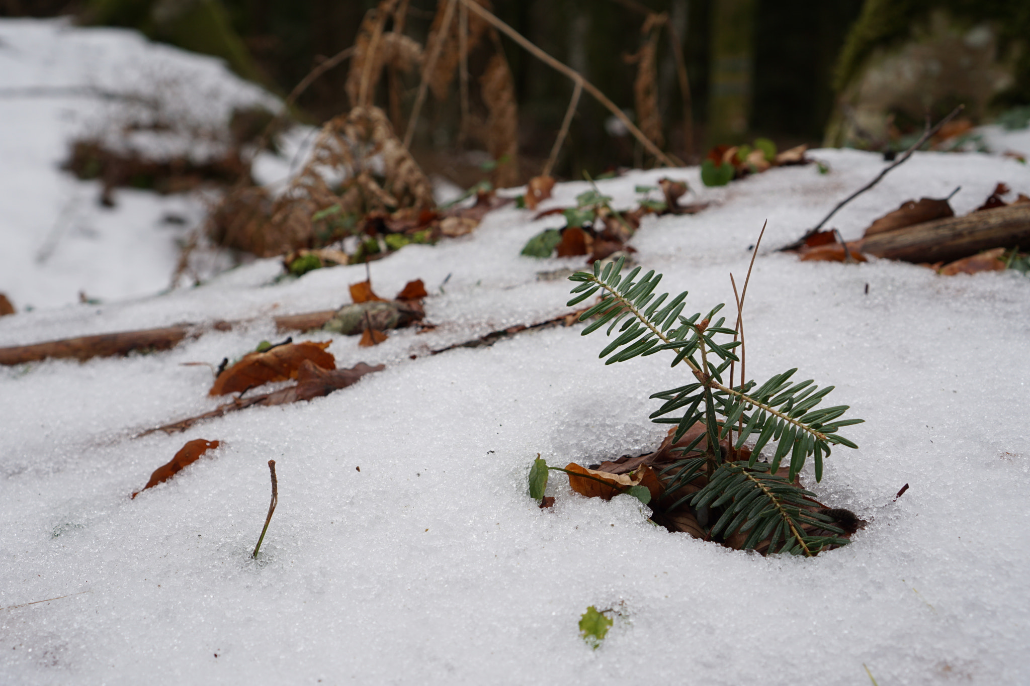 Sony a6000 + Sony E 35mm F1.8 OSS sample photo. A loner plant photography