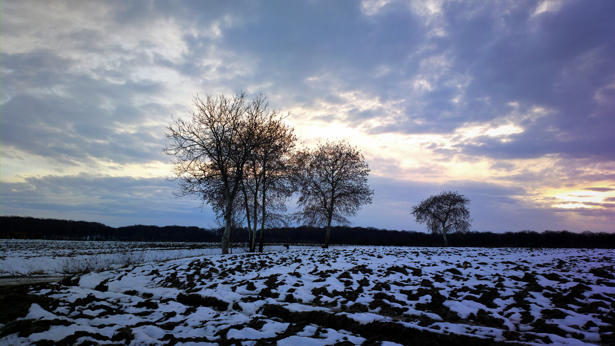 Nokia 808 PureView sample photo. Stabla na njivi photography