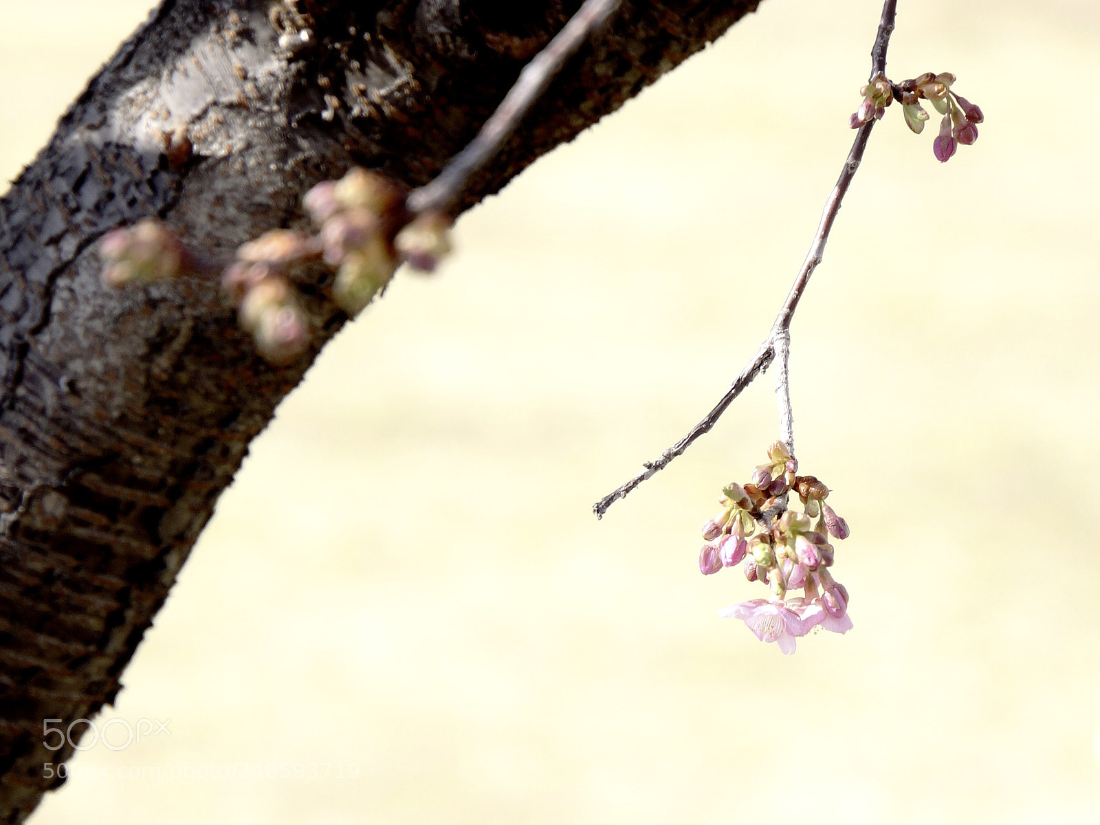 Sony Alpha NEX-7 sample photo. Early blossoms photography