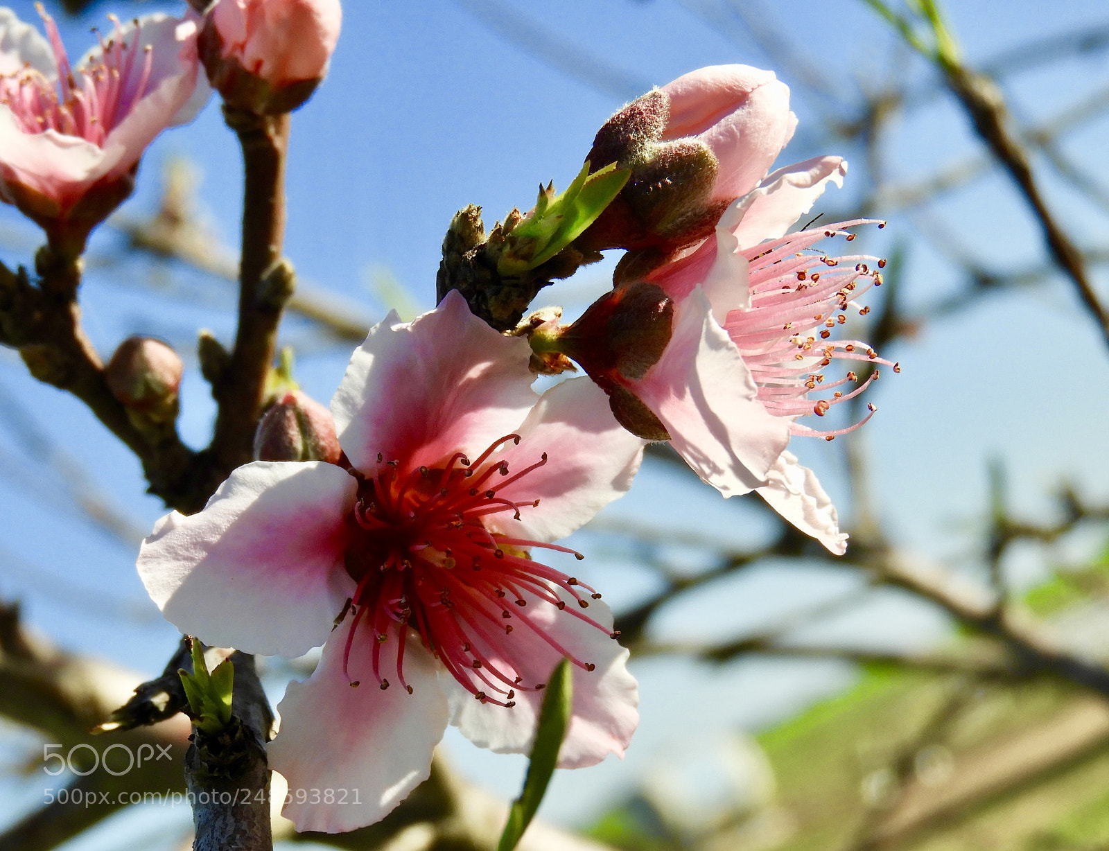 Nikon Coolpix B700 sample photo. Peach blossoms against clear photography