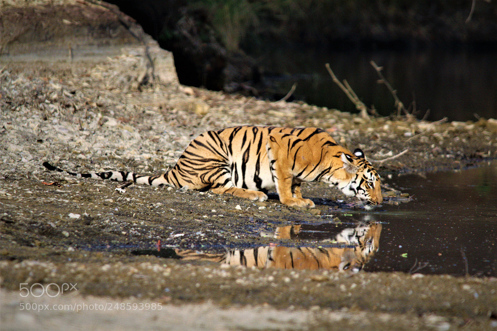 Canon EOS 1200D (EOS Rebel T5 / EOS Kiss X70 / EOS Hi) sample photo. Tippeswar photography