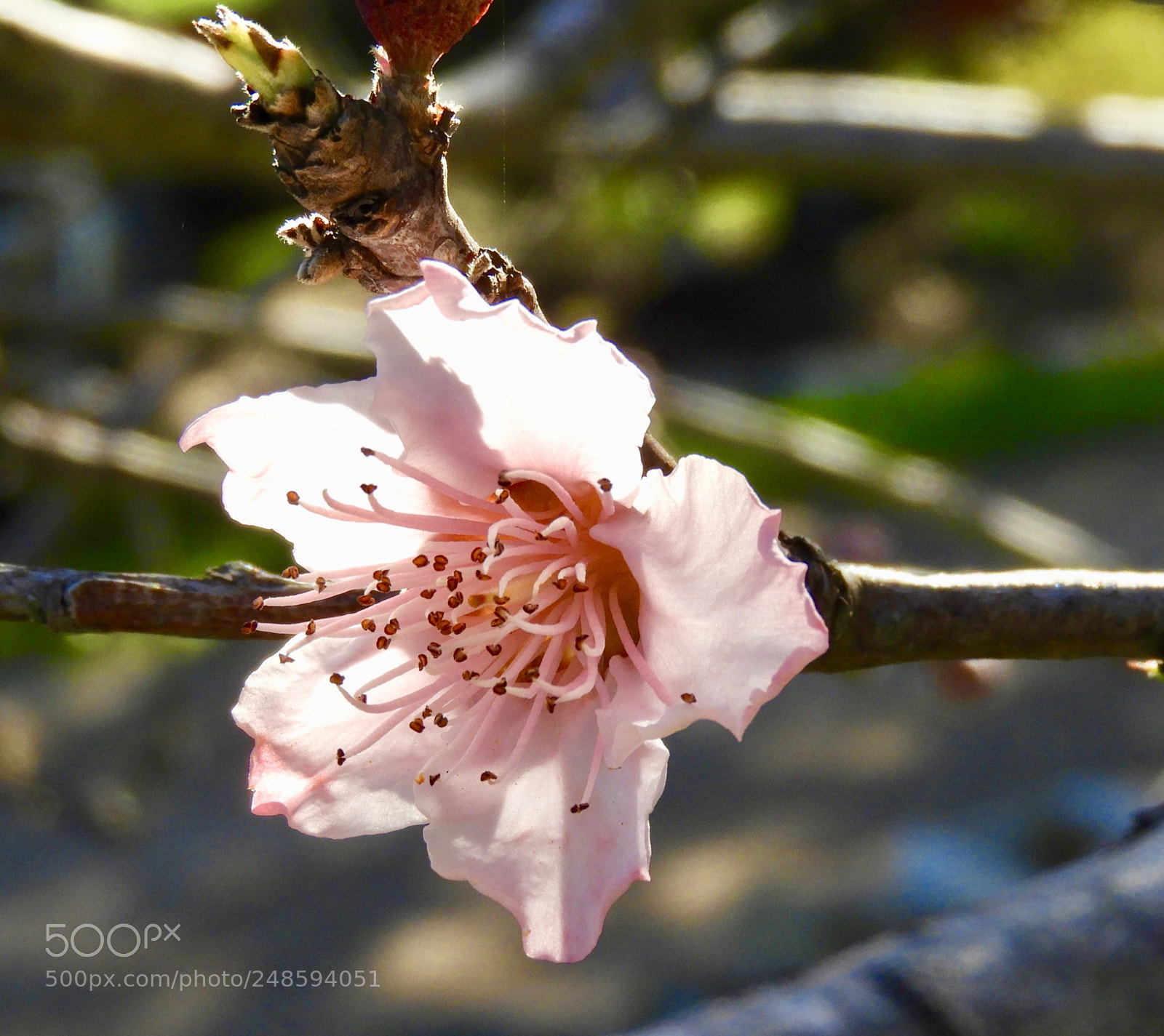 Nikon Coolpix B700 sample photo. Peach tree blossoms photography