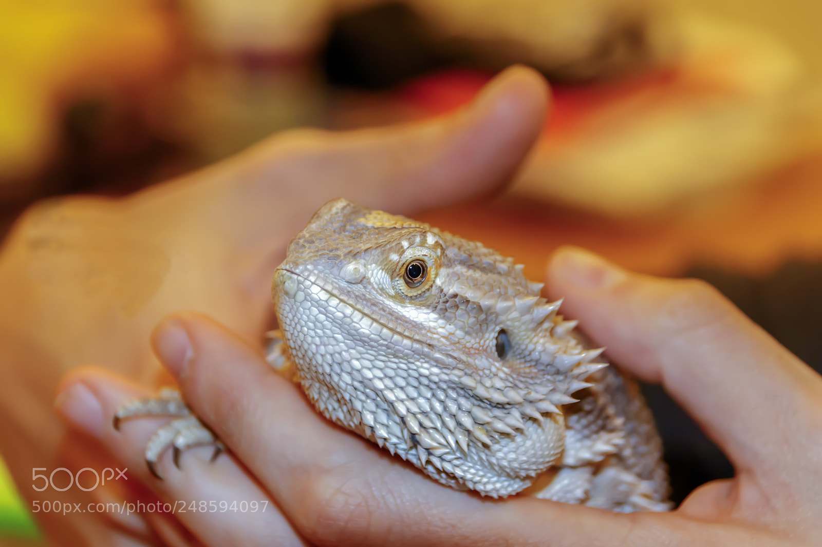 Canon EOS 80D sample photo. Bearded dragon lizard holded photography
