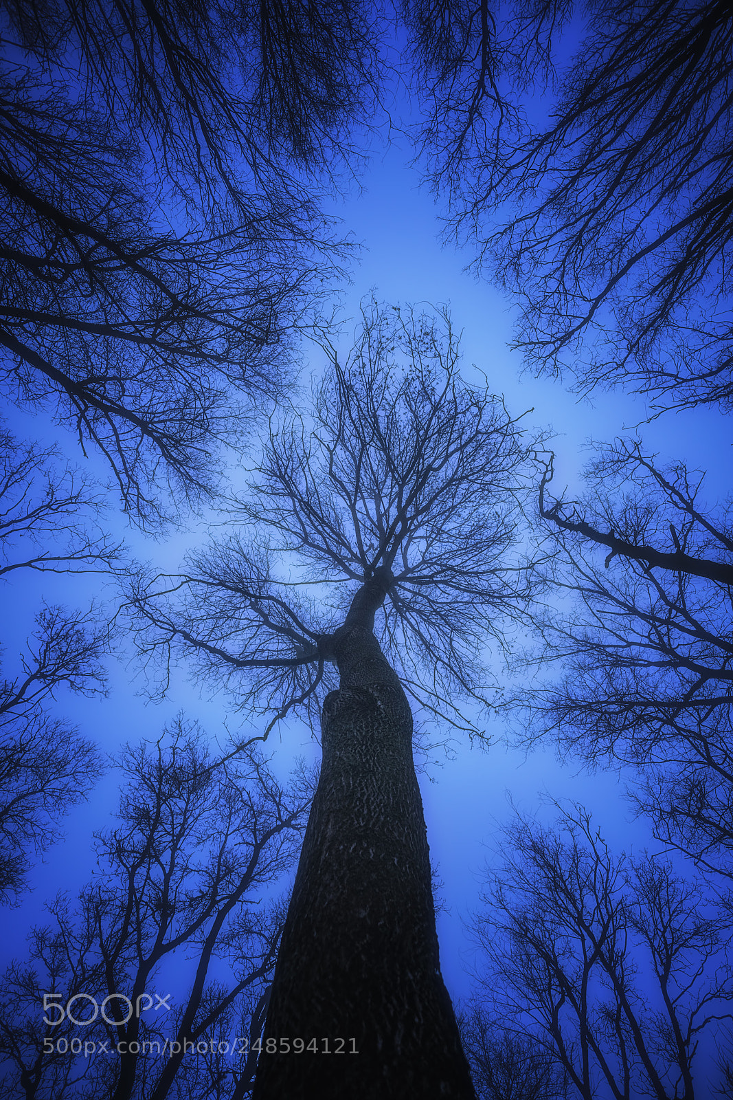 Sony a7R II sample photo. The forest at blue photography