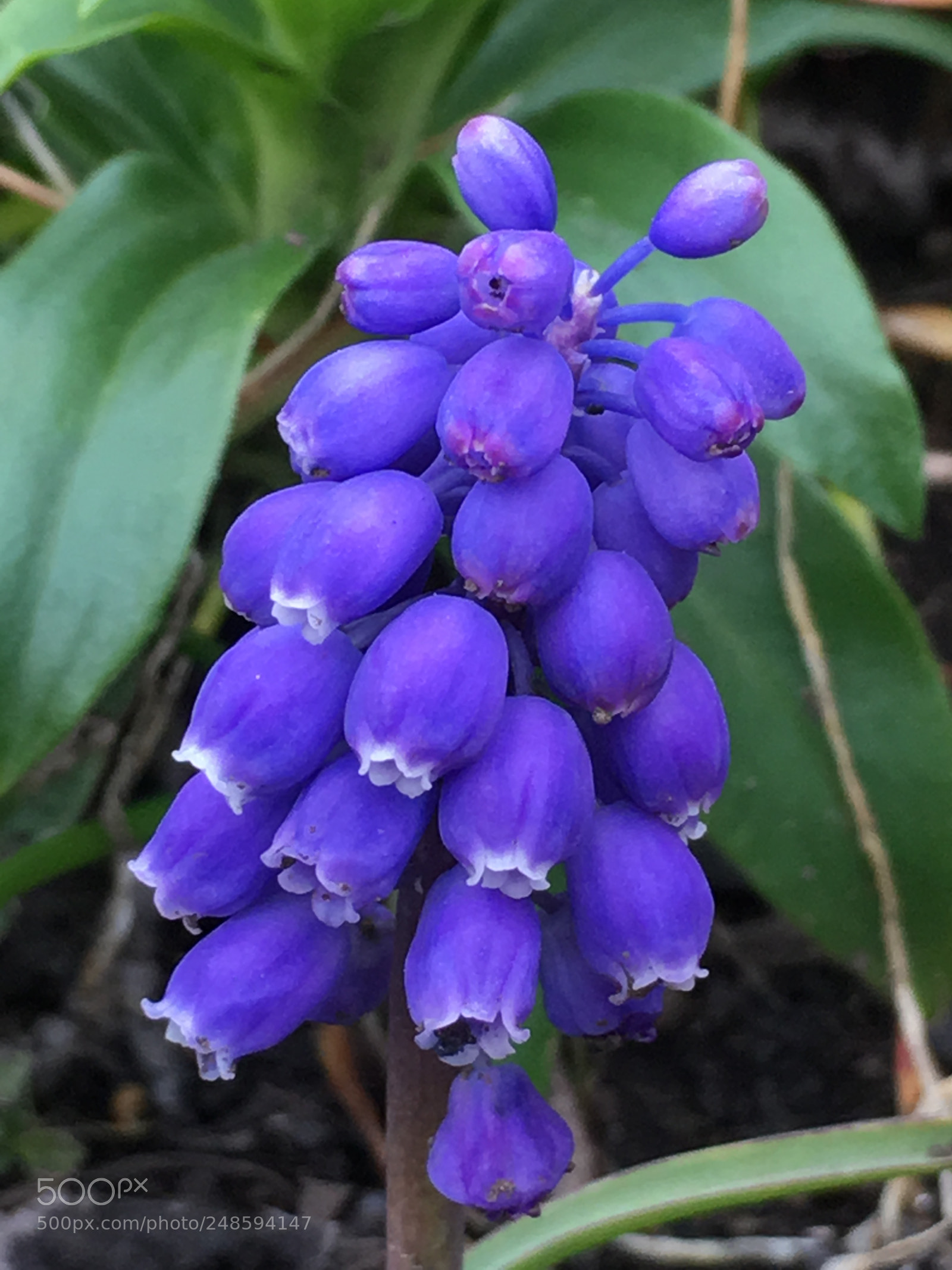 Apple iPhone 6s Plus sample photo. Spring2018 flowers photography