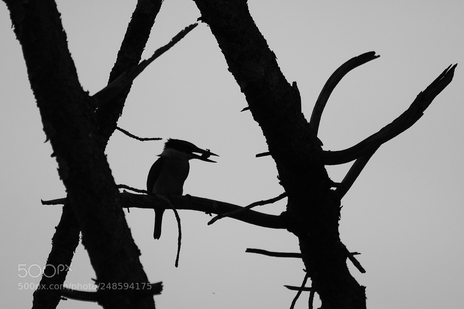 Nikon D500 sample photo. Sacred kingfisher / kōtare photography