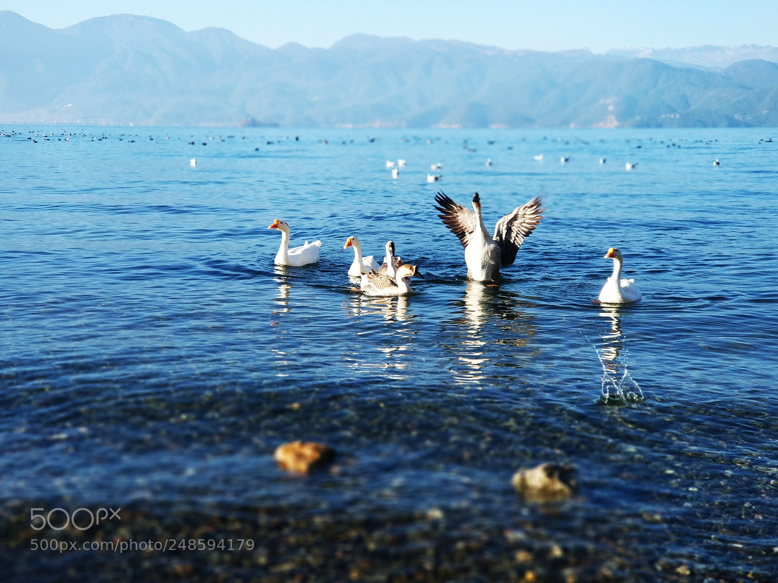 Xiaomi MI6 sample photo. 天鹅 photography