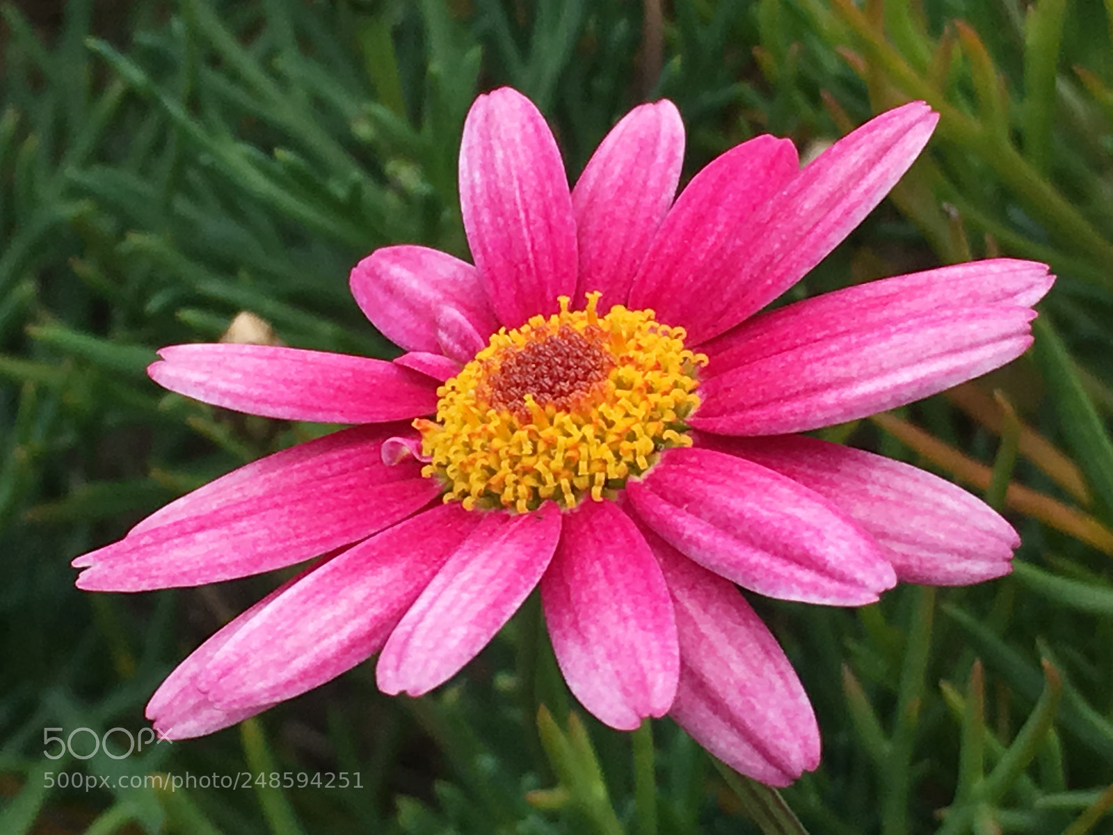 Apple iPhone 6s Plus sample photo. Spring2018 flowers photography