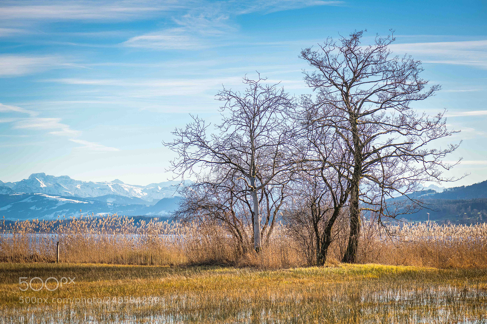Nikon D850 sample photo. Lonely trees photography