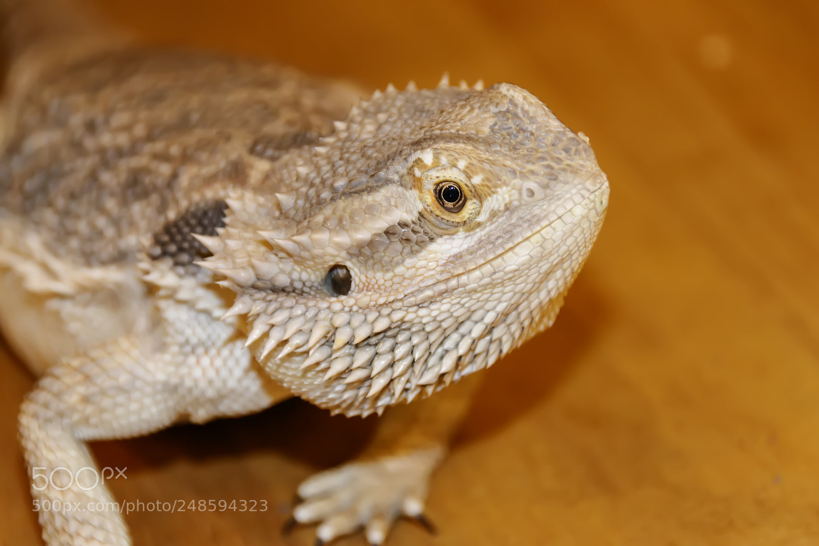 Canon EOS 80D sample photo. Head of bearded dragon photography
