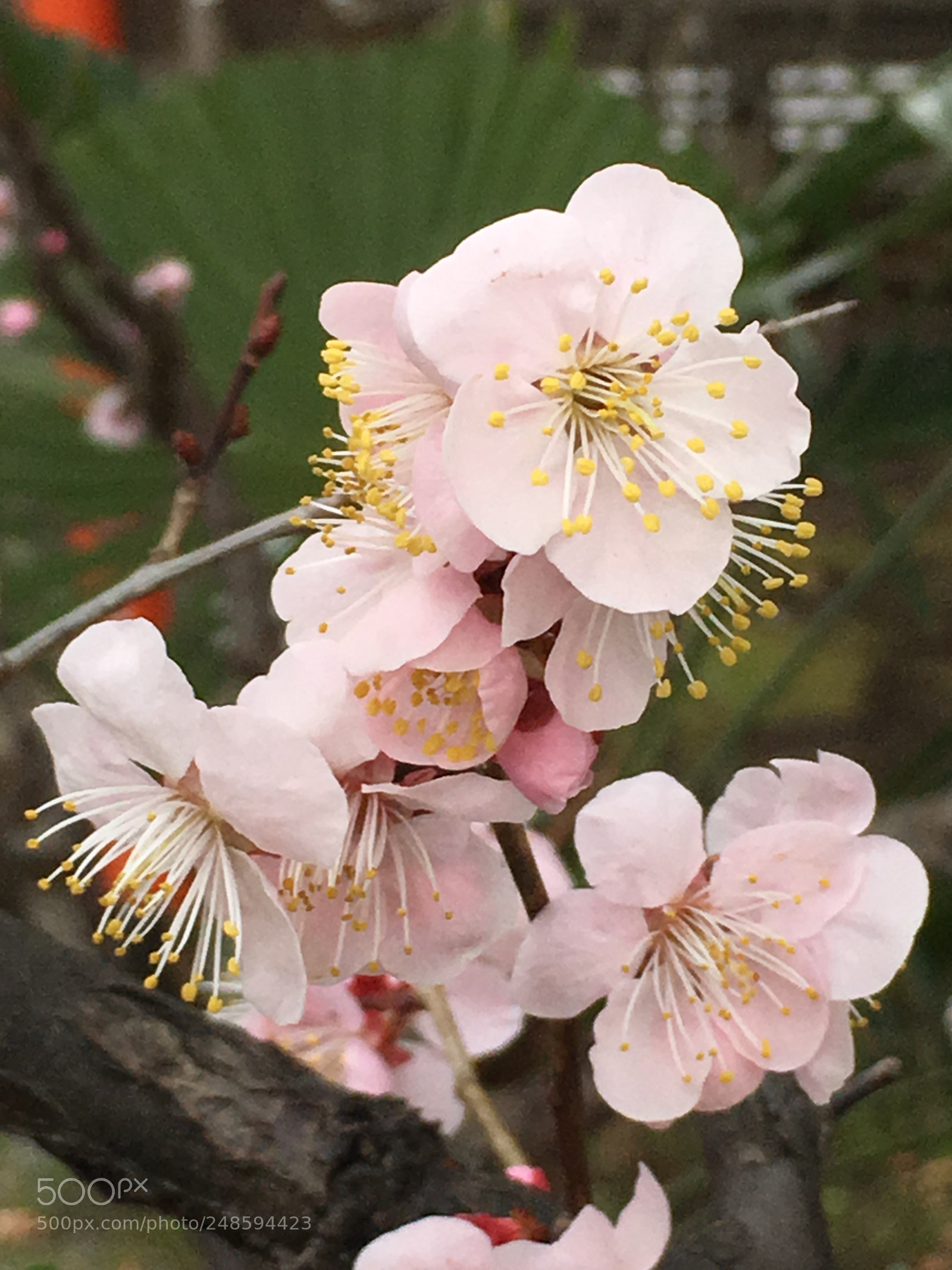 Apple iPhone 6s Plus sample photo. Spring2018 flowers photography