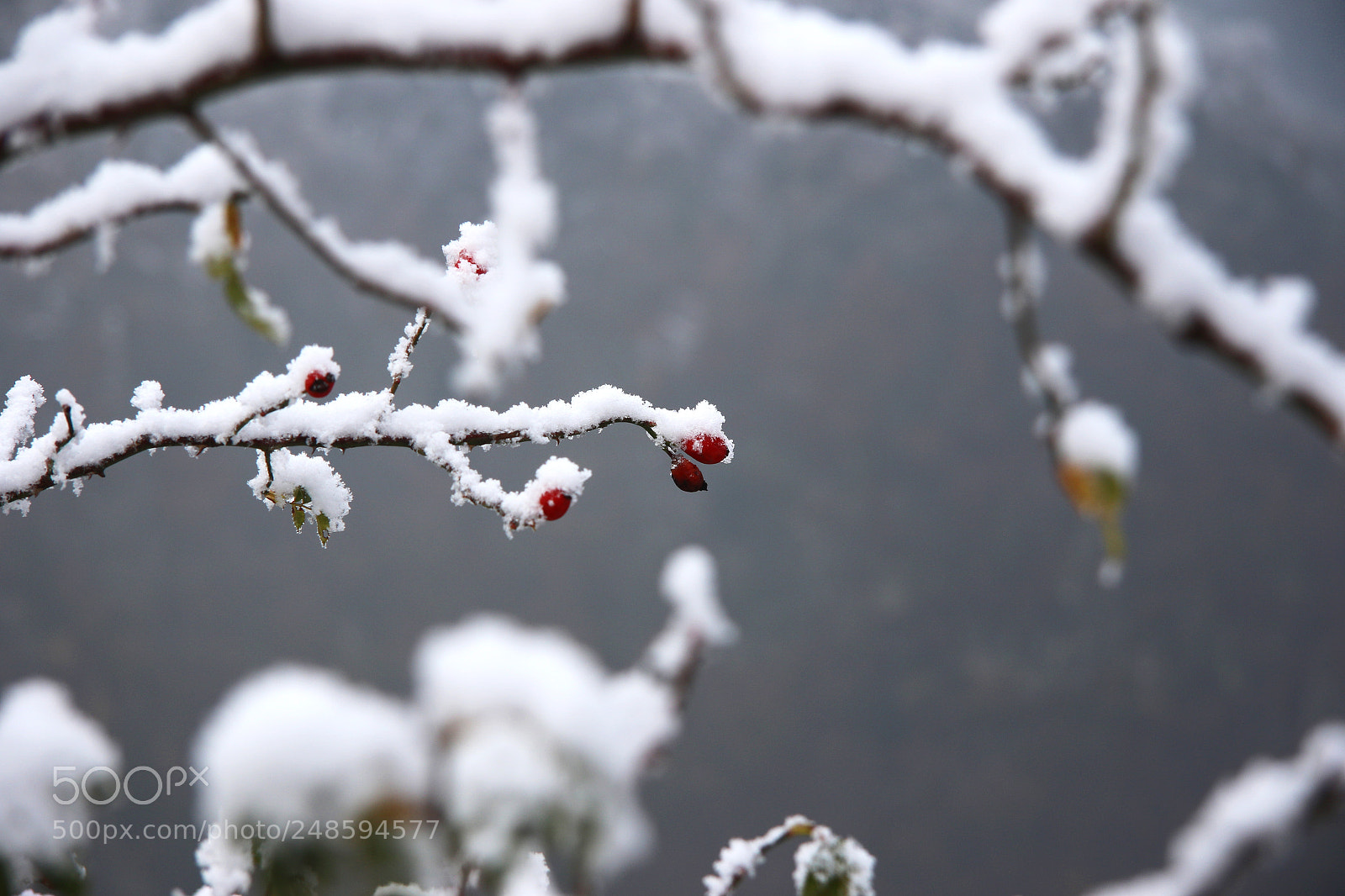 Canon EOS 7D Mark II sample photo. Winter cherry photography