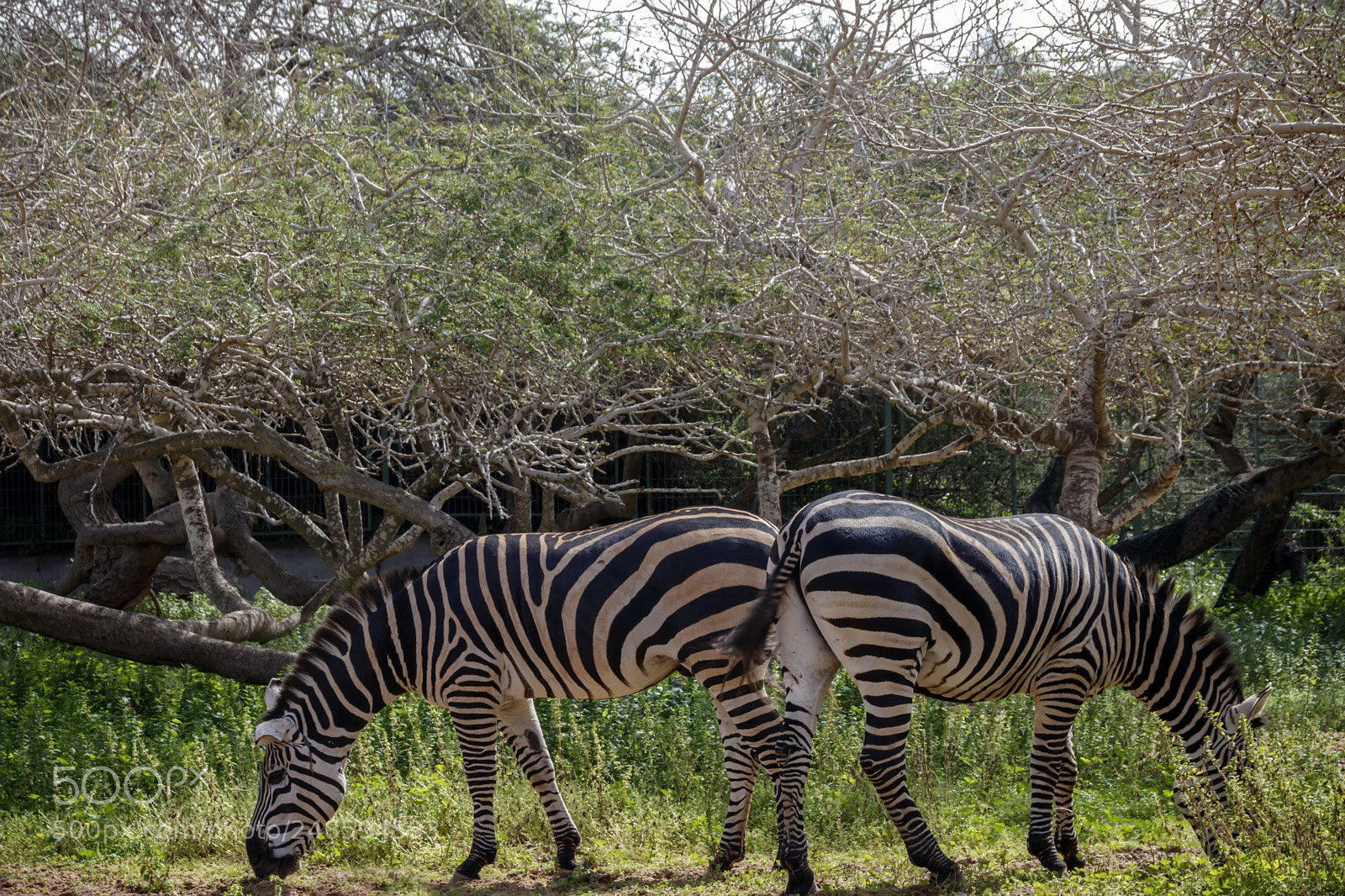 Canon EOS 80D sample photo. Two zebras grazing on photography