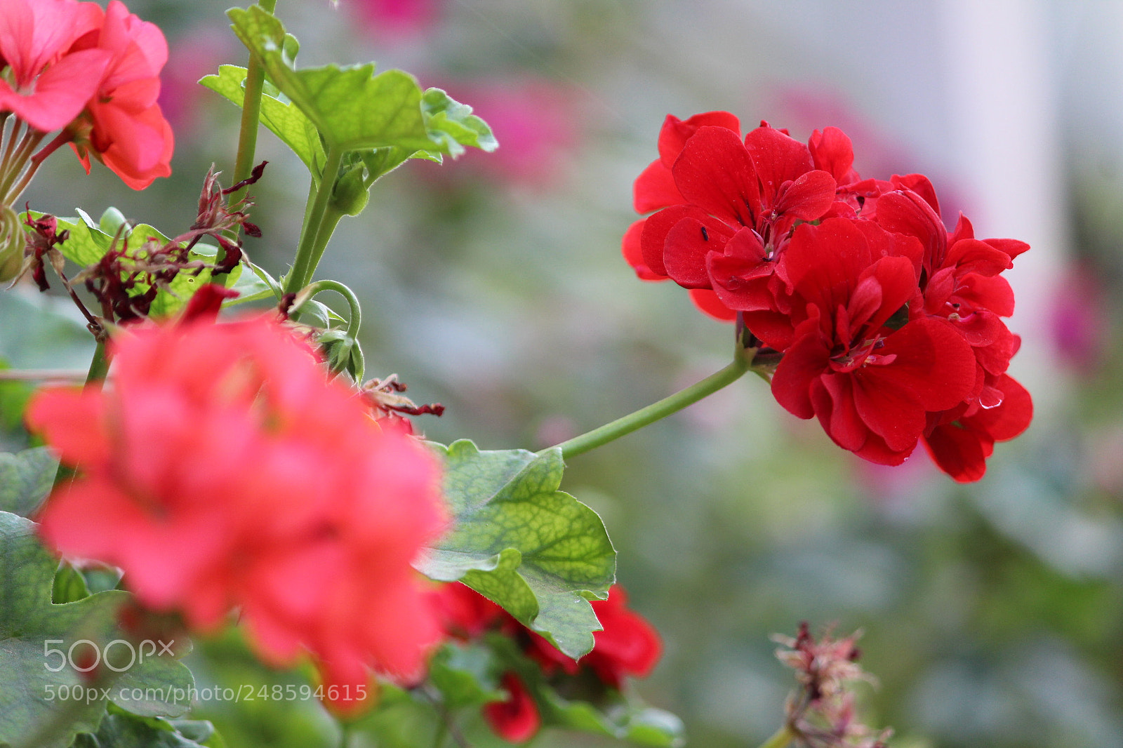 Canon EOS 1300D (EOS Rebel T6 / EOS Kiss X80) sample photo. Colourfull photography