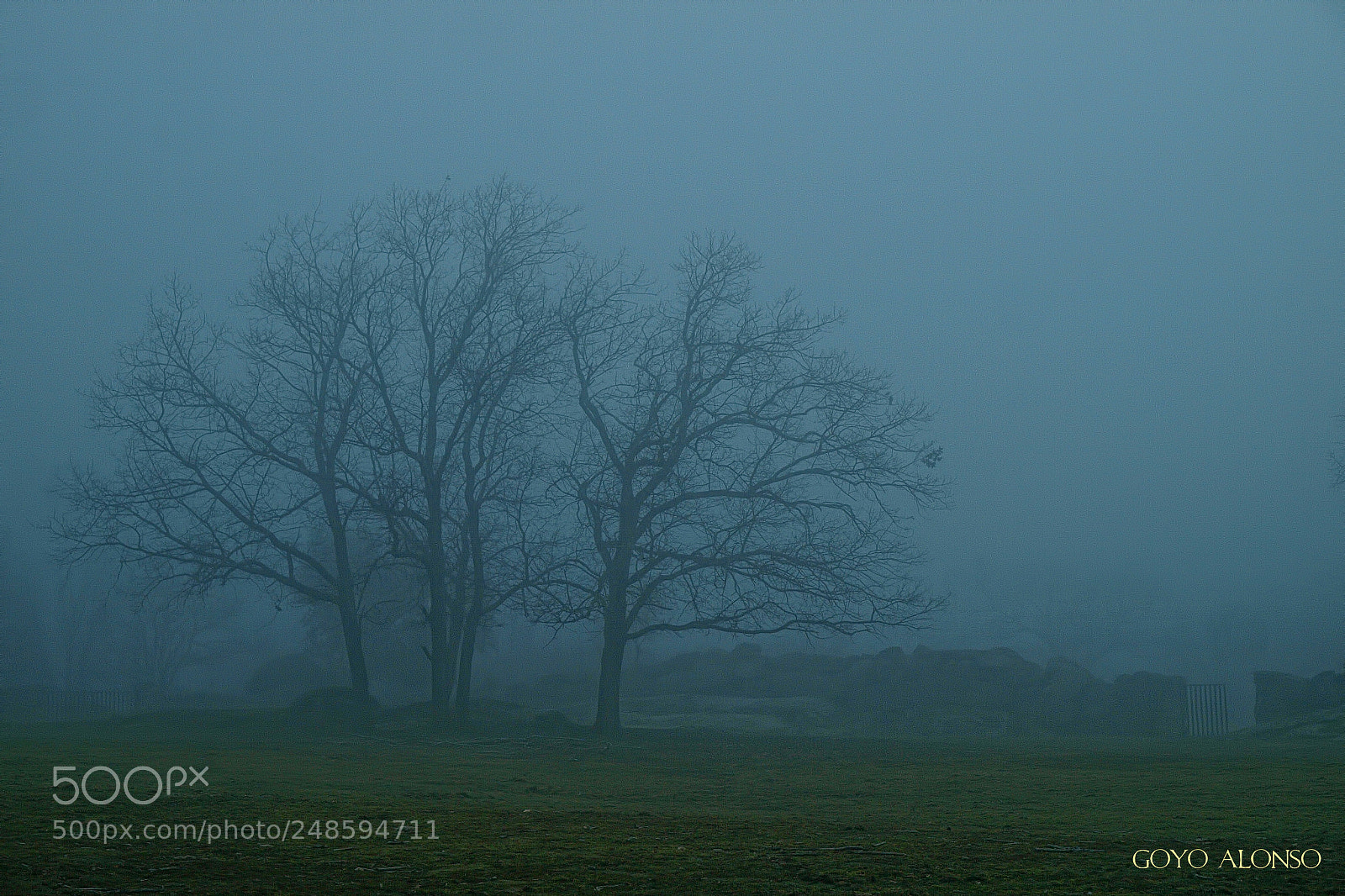 Olympus E-3 sample photo. Niebla photography