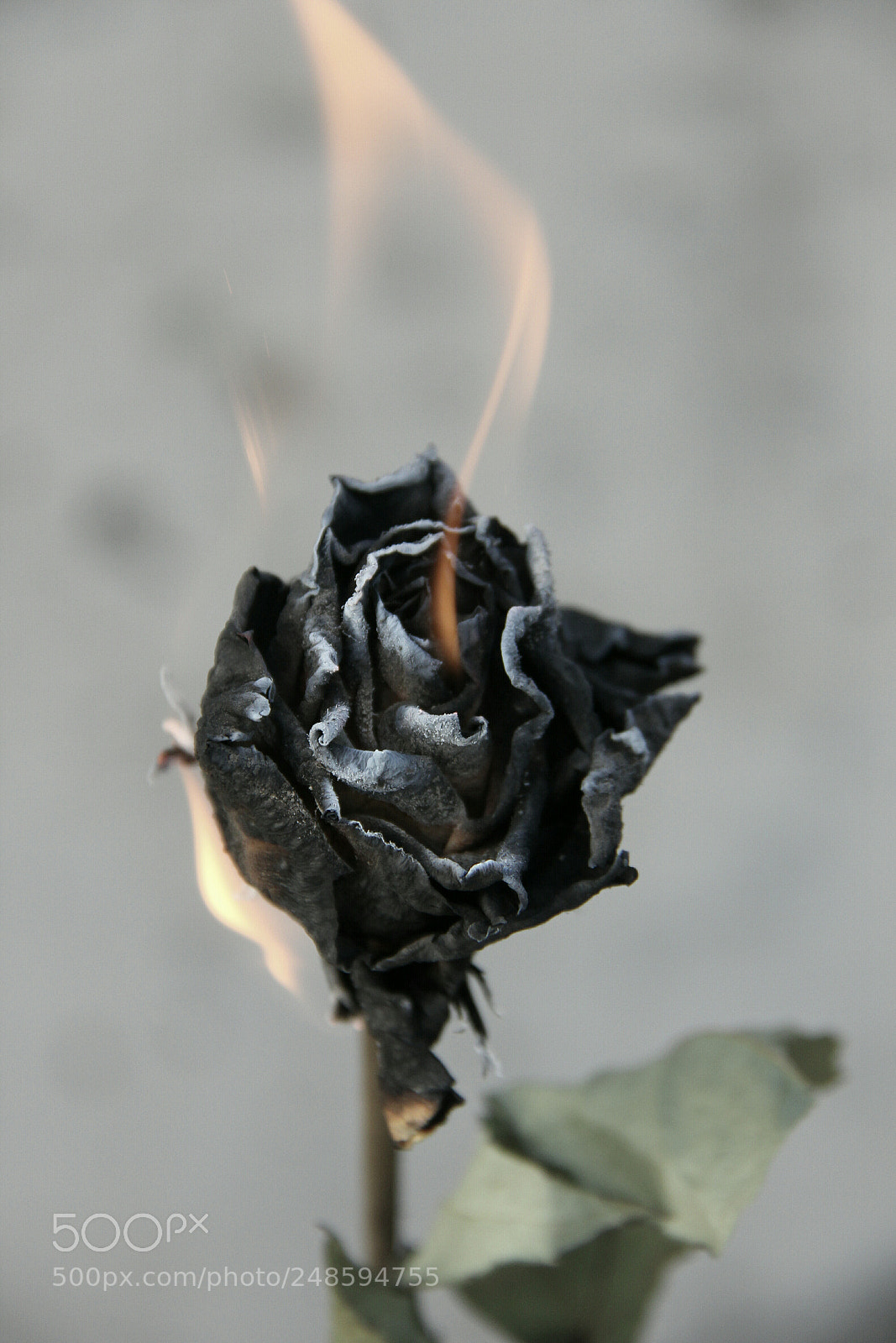 Canon EOS 60D sample photo. Theblackrose photography