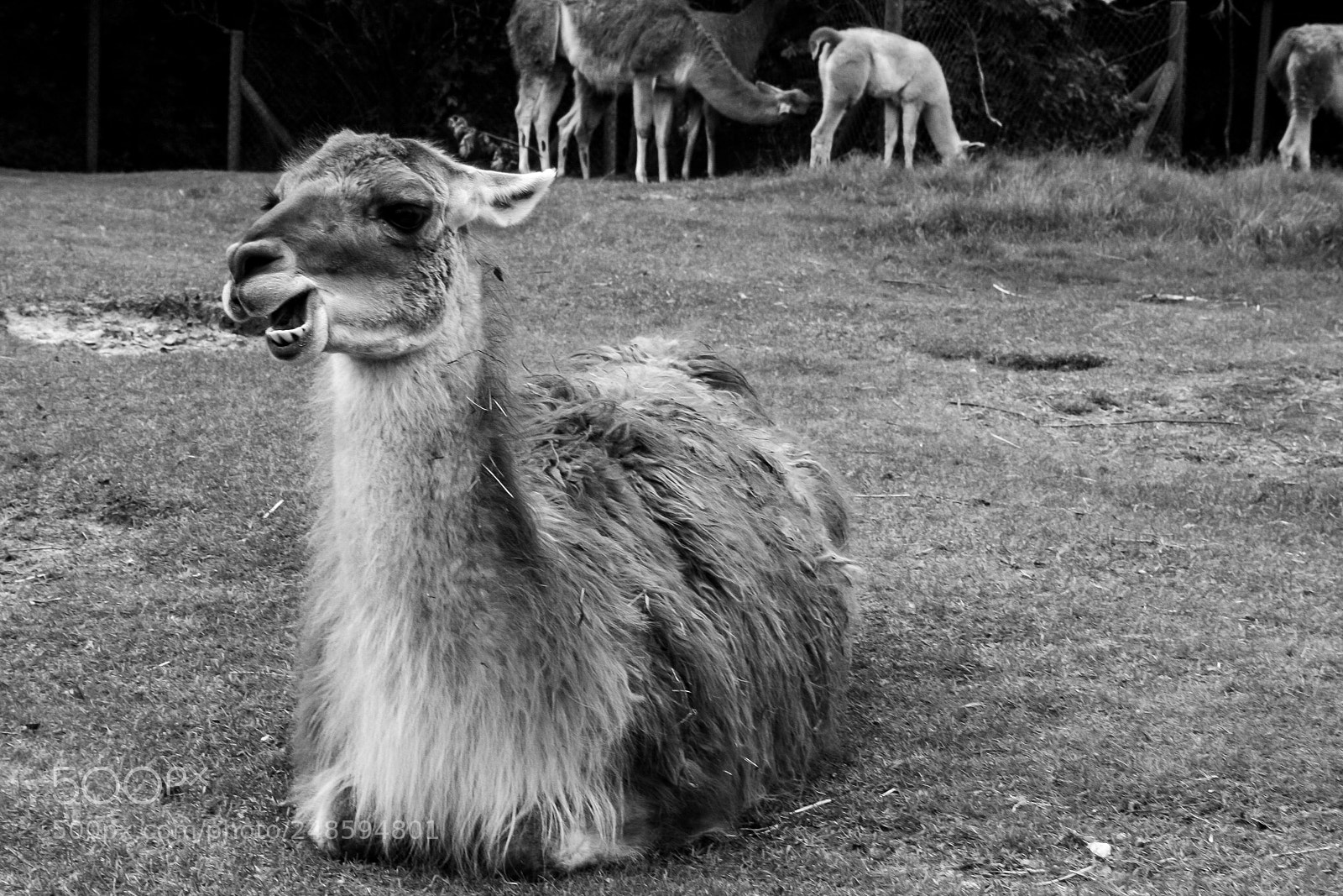 Canon EOS 400D (EOS Digital Rebel XTi / EOS Kiss Digital X) sample photo. Relaxing lama photography