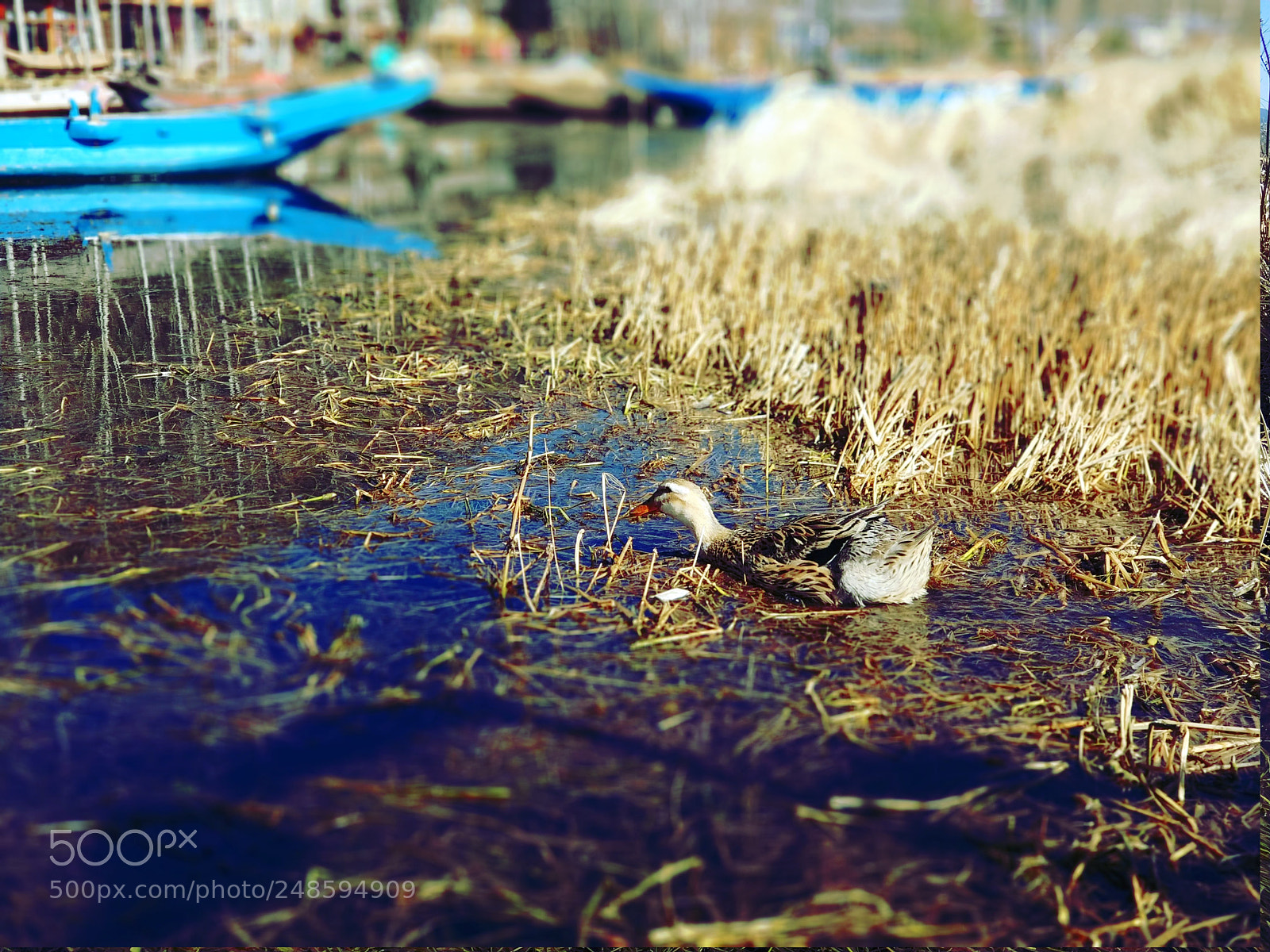 Xiaomi MI6 sample photo. 一只不明显的鸭子 photography