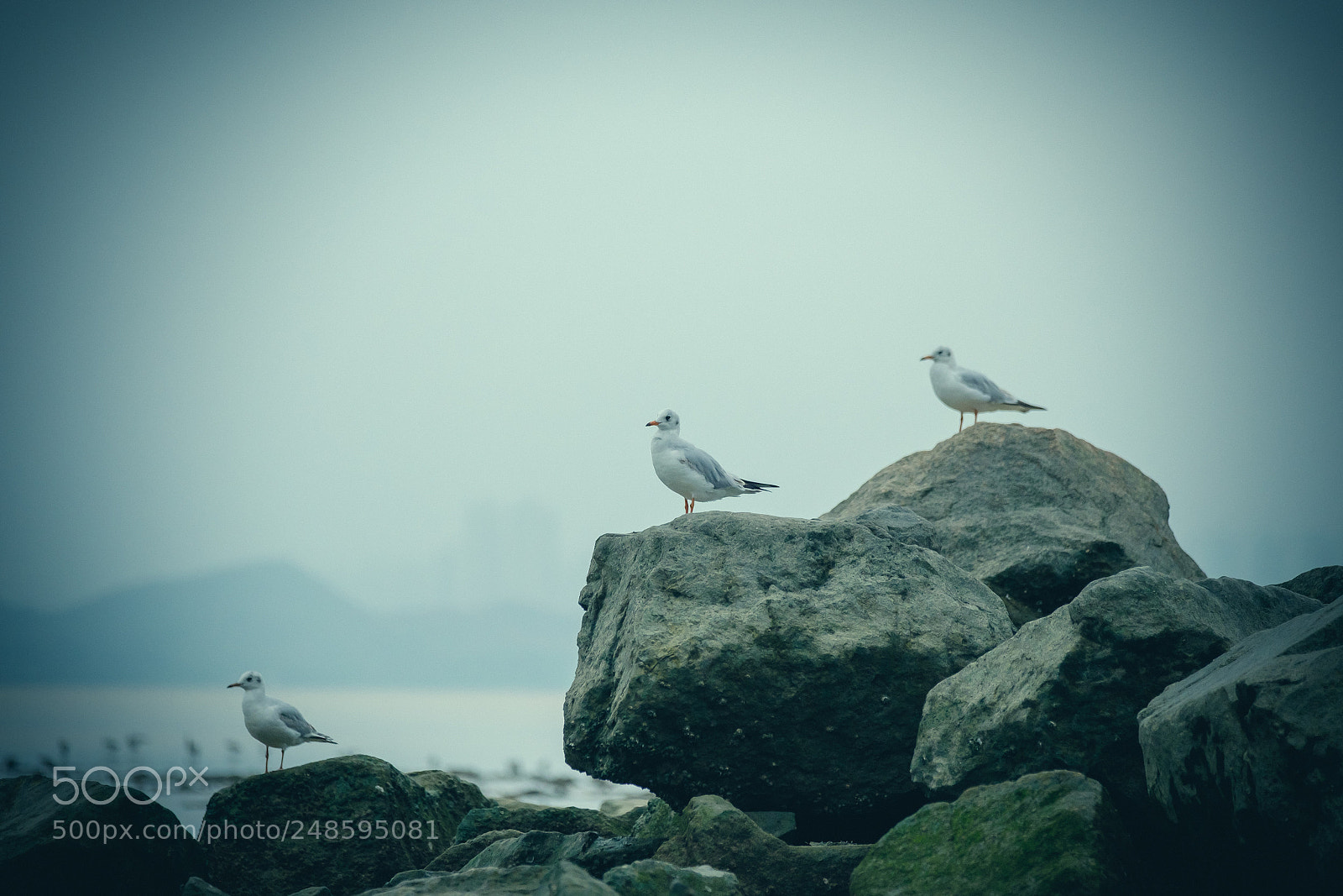 Fujifilm X-T2 sample photo. Three birds photography