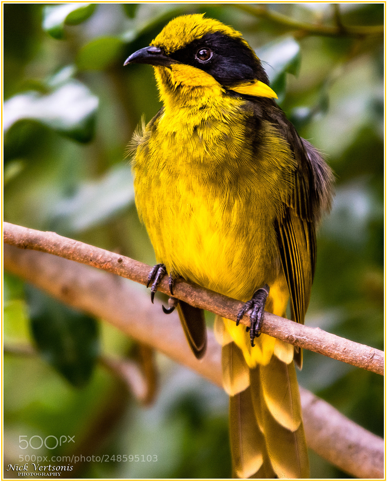 Nikon D7200 sample photo. It was all yellow... photography