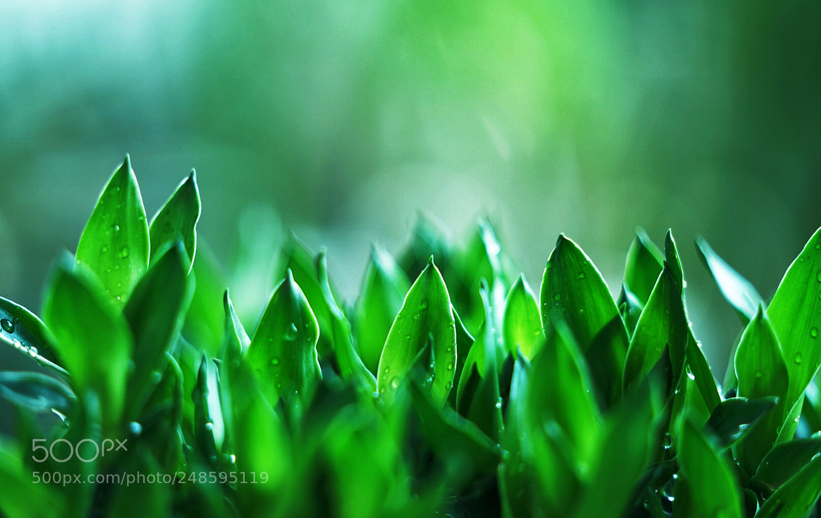 Sony a7R II sample photo. Thriving photography