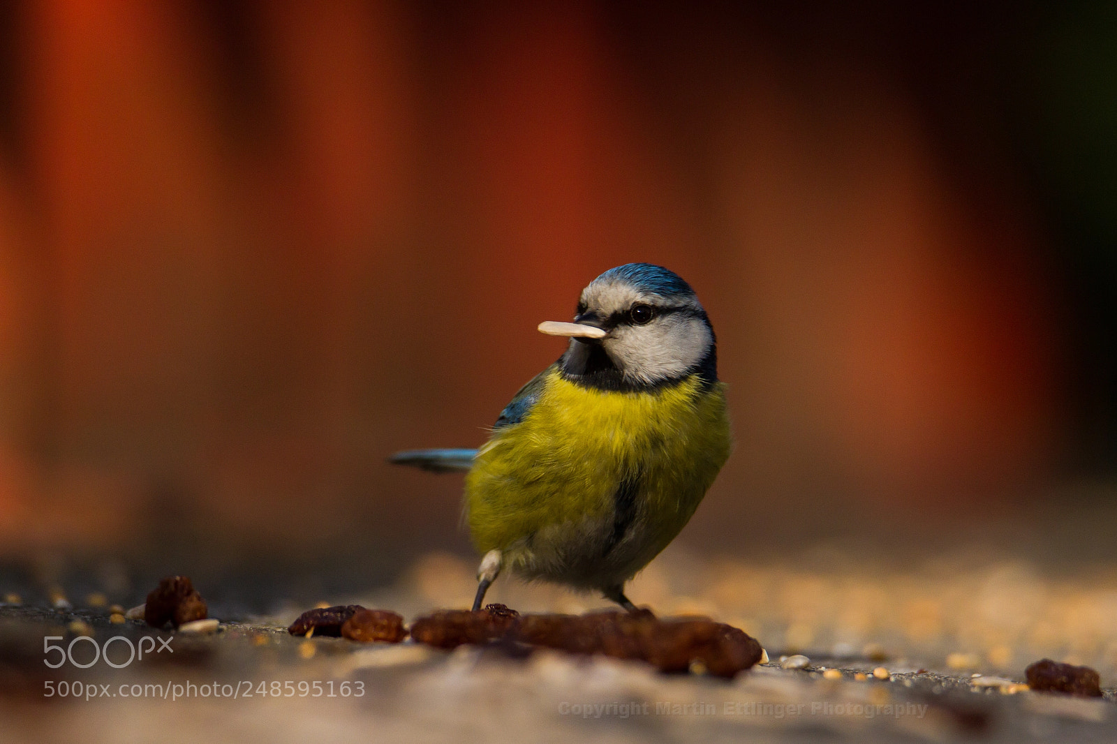 Canon EOS 7D sample photo. Bluetit (parus caeruleus) 05032018 photography