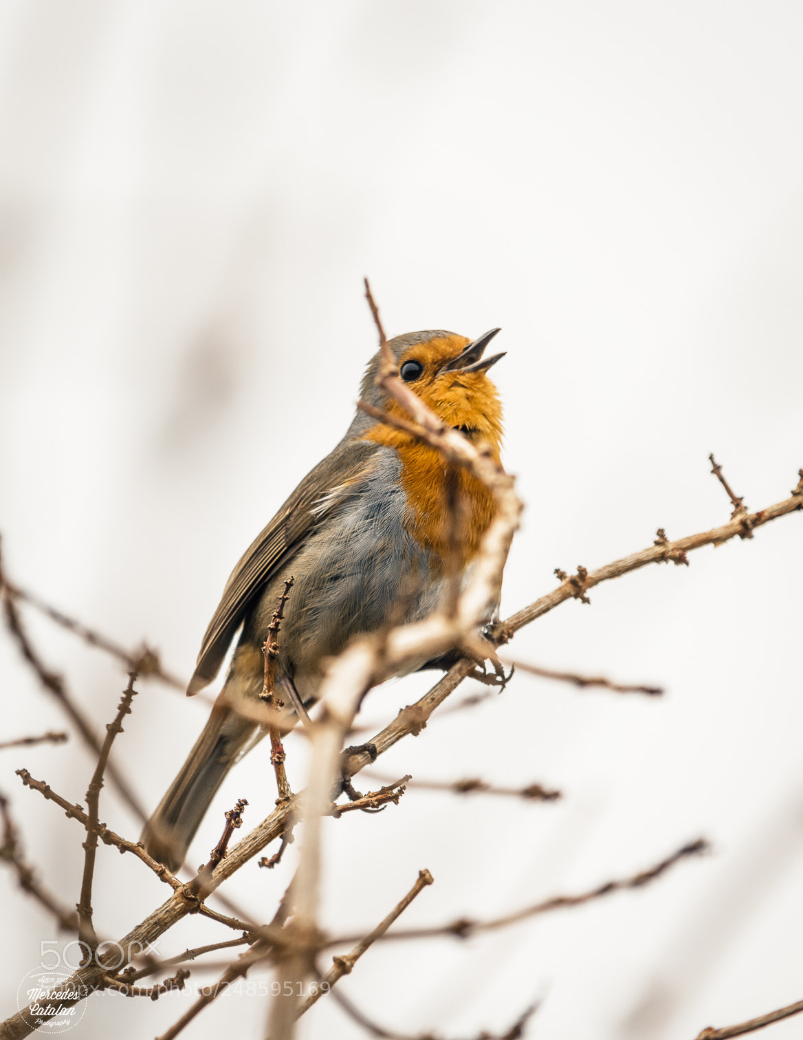Canon EOS 1200D (EOS Rebel T5 / EOS Kiss X70 / EOS Hi) sample photo. Singing bird photography