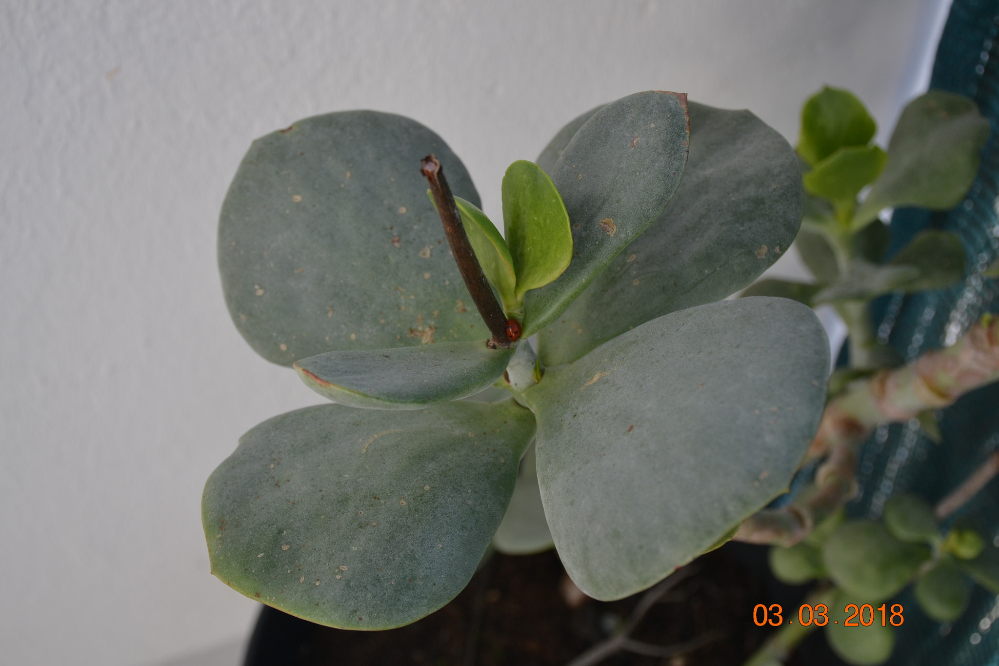 Nikon D3100 sample photo. Coccinelle photography