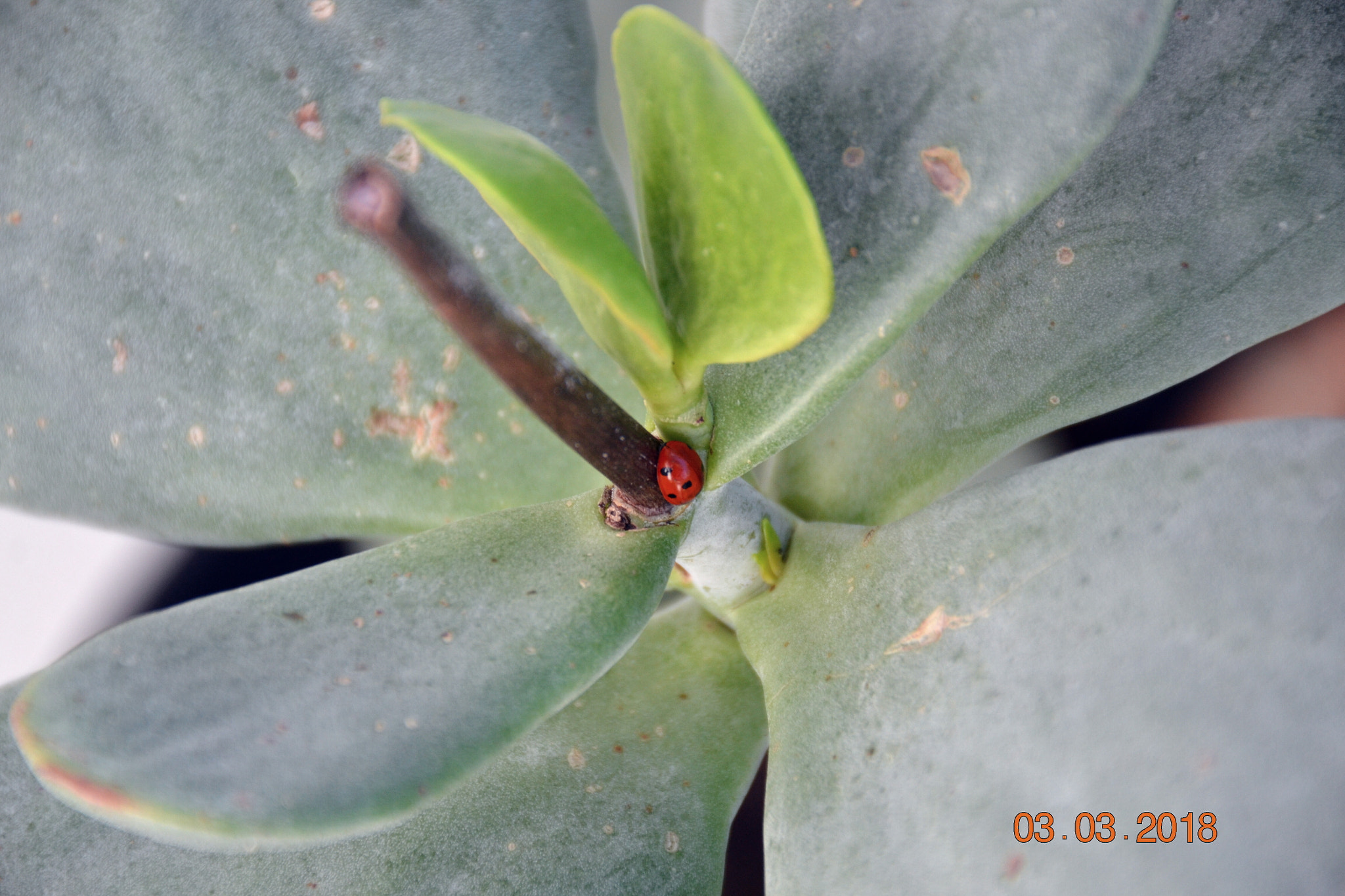Nikon D3100 sample photo. Planta photography
