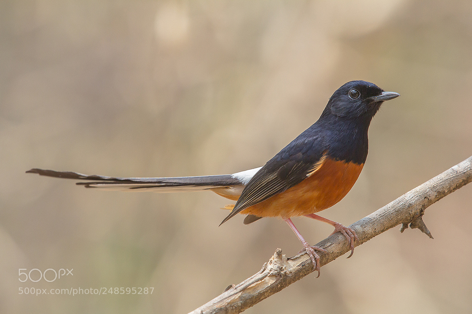 Canon EOS 60D sample photo. White-rumped shama photography