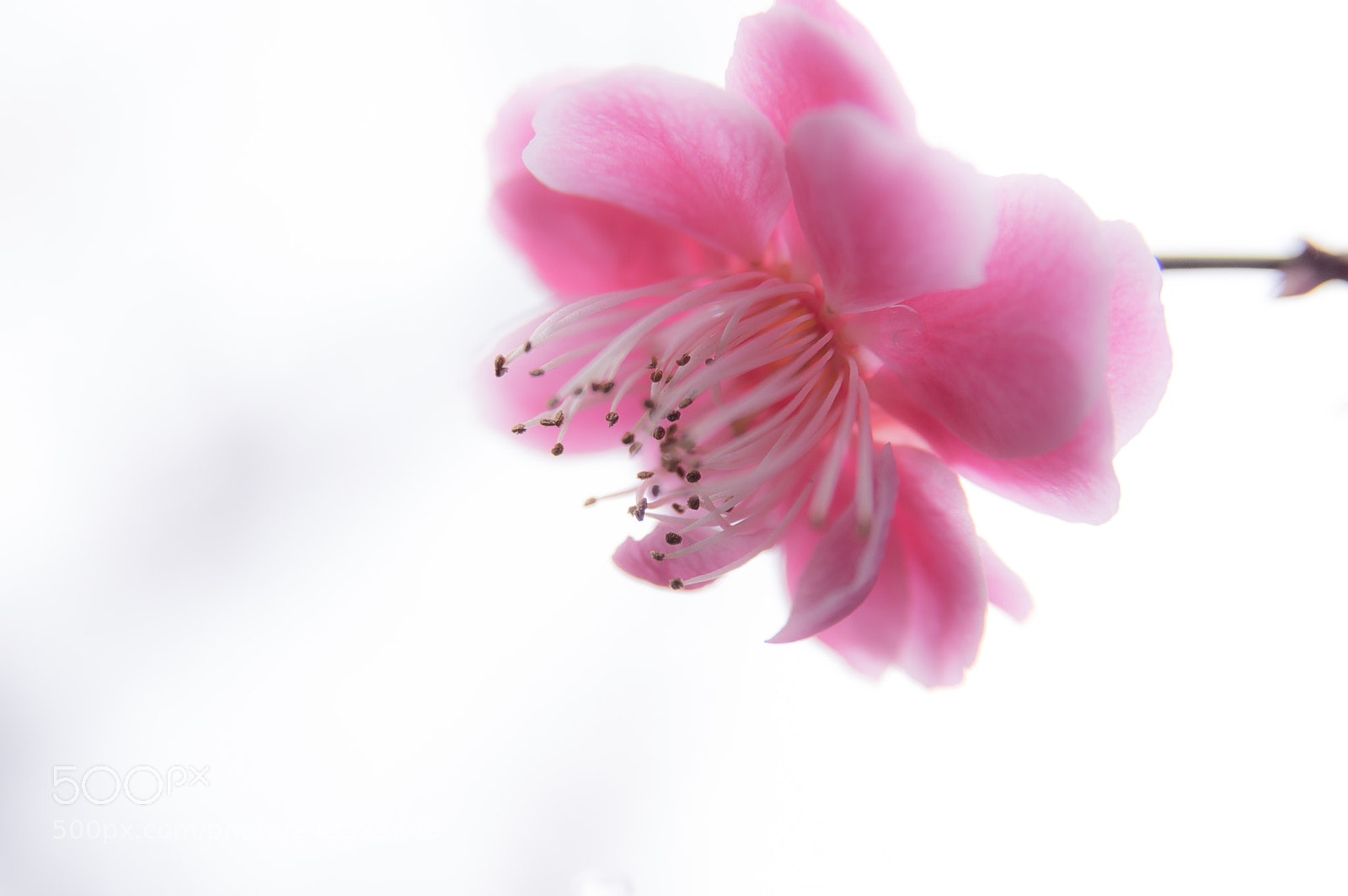 Pentax K-3 II sample photo. A flower photography