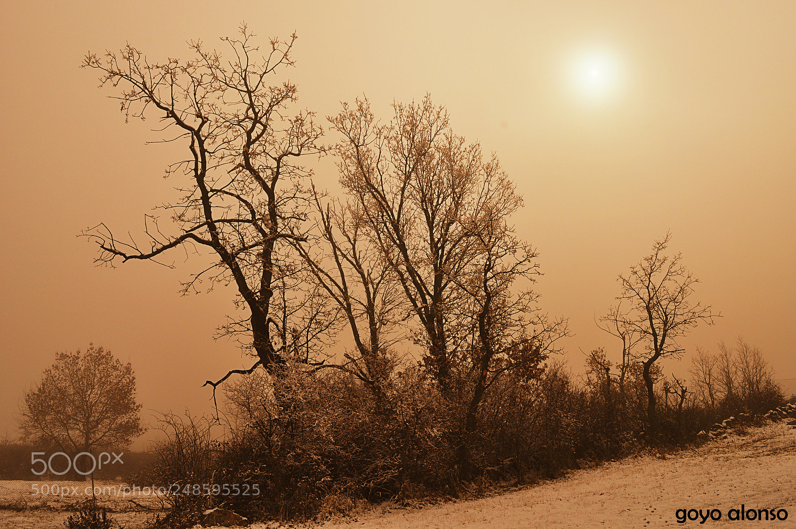 Nikon D5000 sample photo. Invernal photography