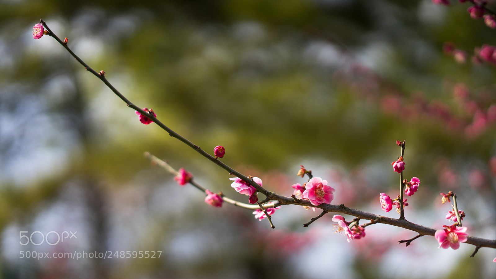 Sony a7 II sample photo. Pink. photography