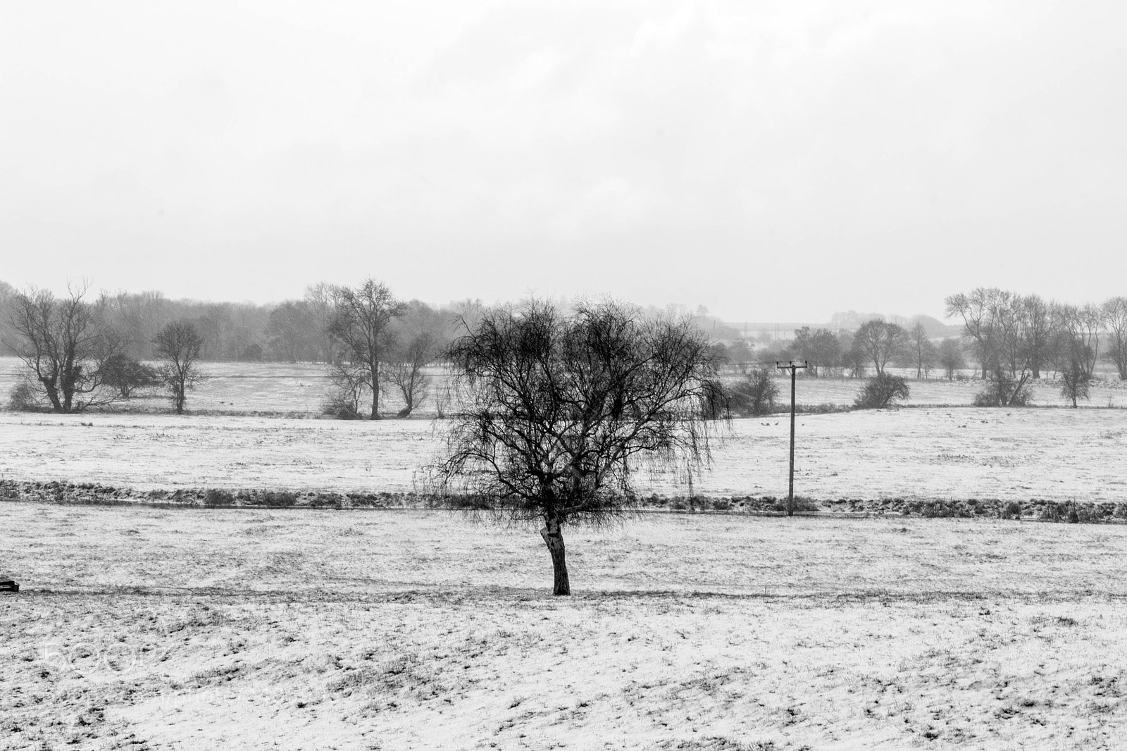 Canon EOS 450D (EOS Rebel XSi / EOS Kiss X2) sample photo. Lonely tree photography