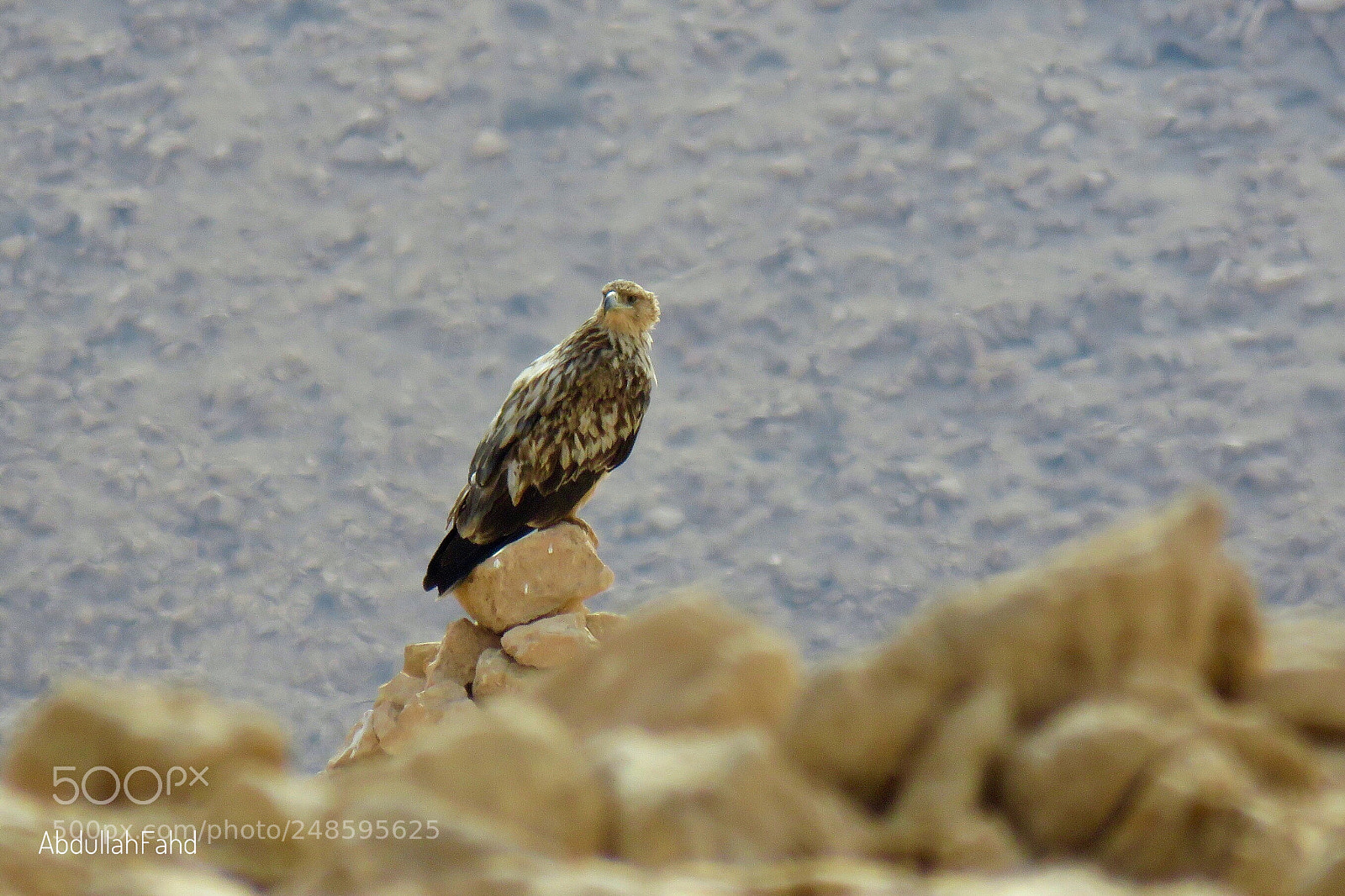 Canon PowerShot SX60 HS sample photo. Eastern imperial eagle photography