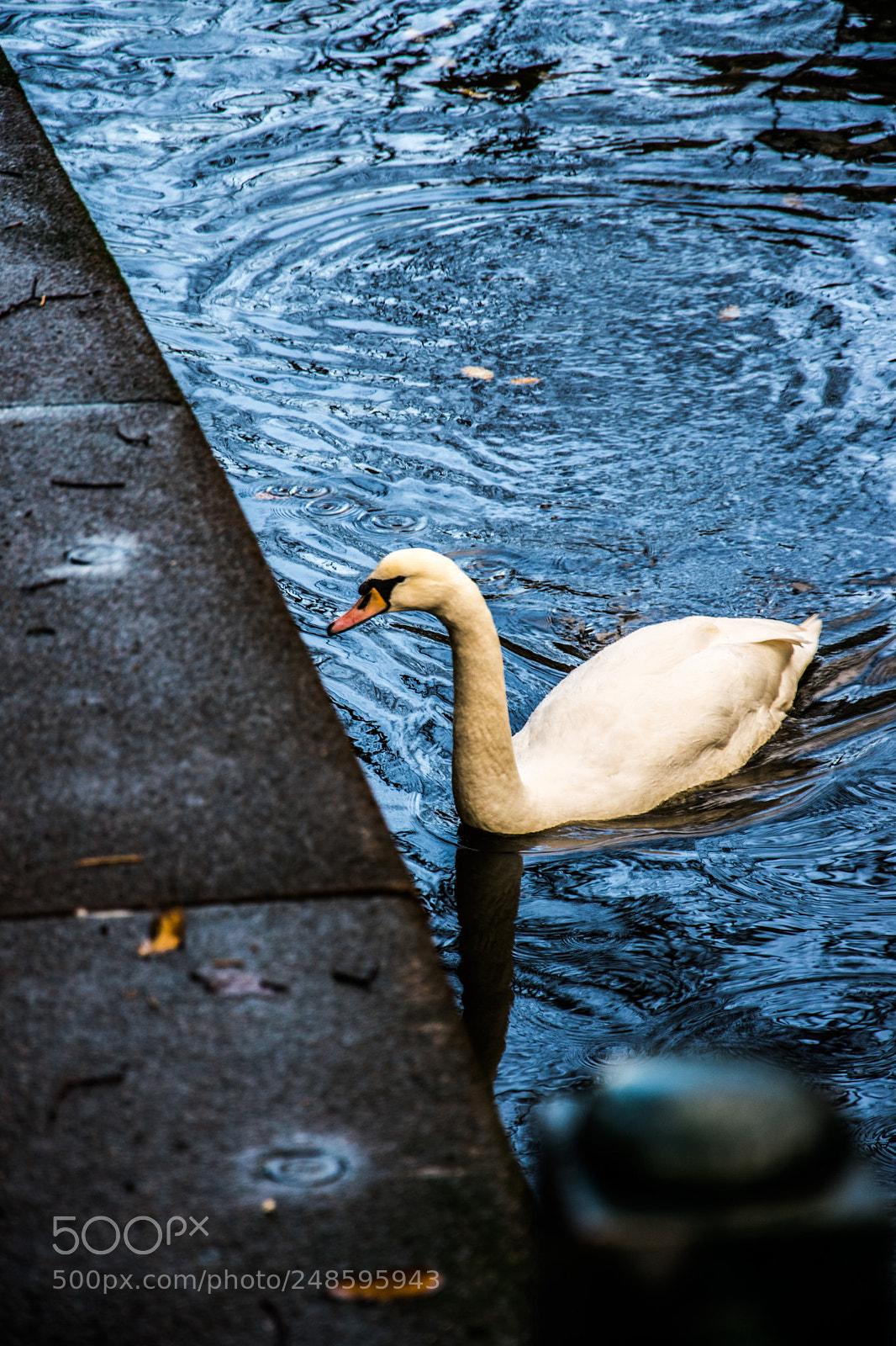 Nikon D5300 sample photo. Swan photography