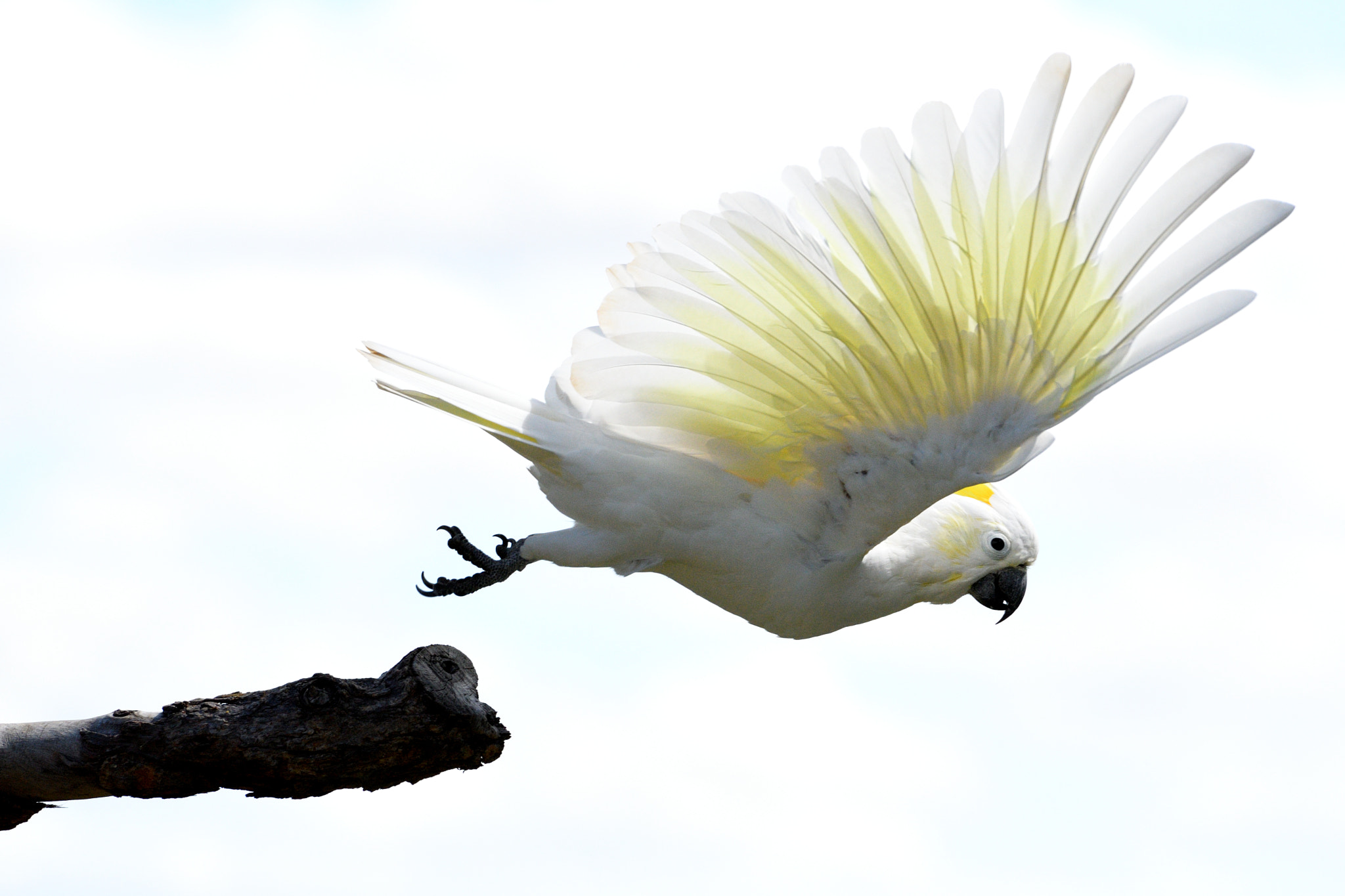 Nikon AF-S Nikkor 70-200mm F2.8G ED VR II sample photo. Cockatoo take-off photography