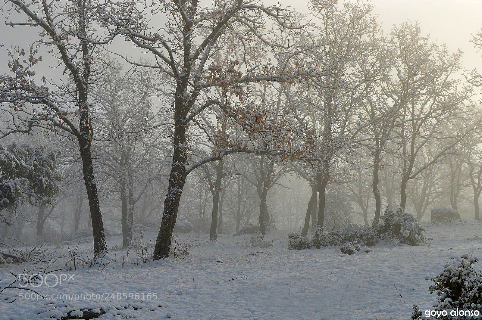 Nikon D5000 sample photo. Invernal photography