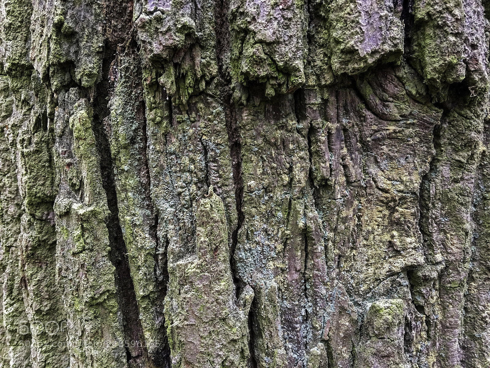 Apple iPhone 6s Plus sample photo. Baumfragment photography
