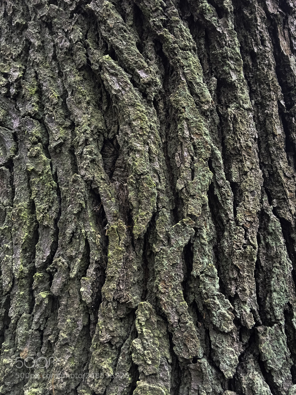 Apple iPhone 6s Plus sample photo. Baumfragment photography