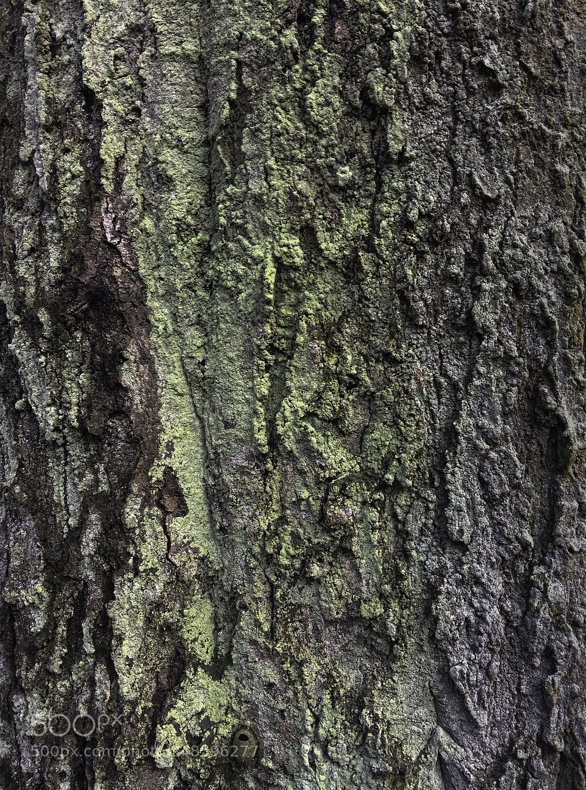Apple iPhone 6s Plus sample photo. Baumfragment photography