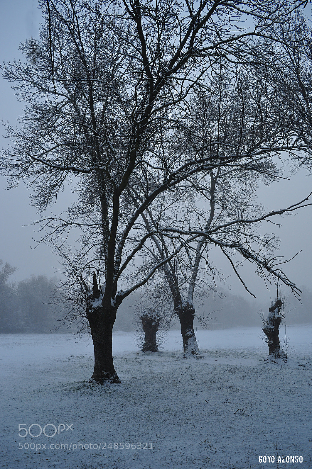 Nikon D5000 sample photo. Nieblas photography
