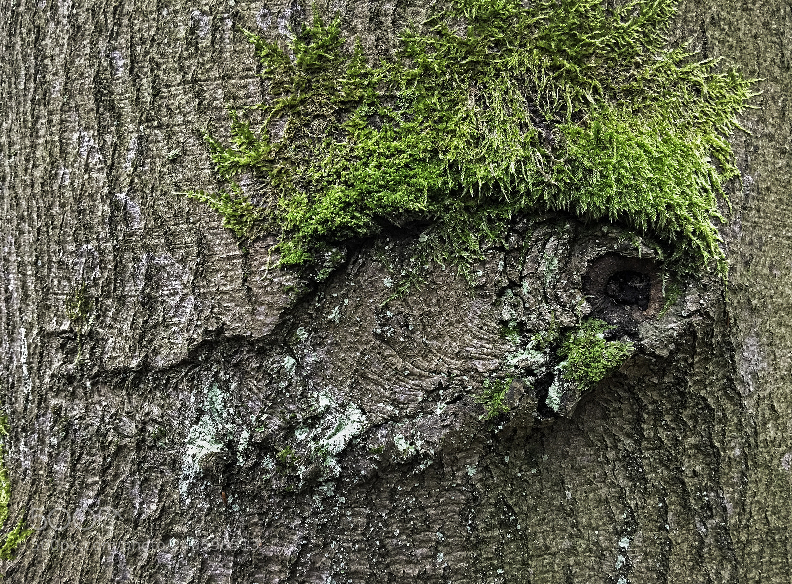 Apple iPhone 6s Plus sample photo. Baumfragment photography